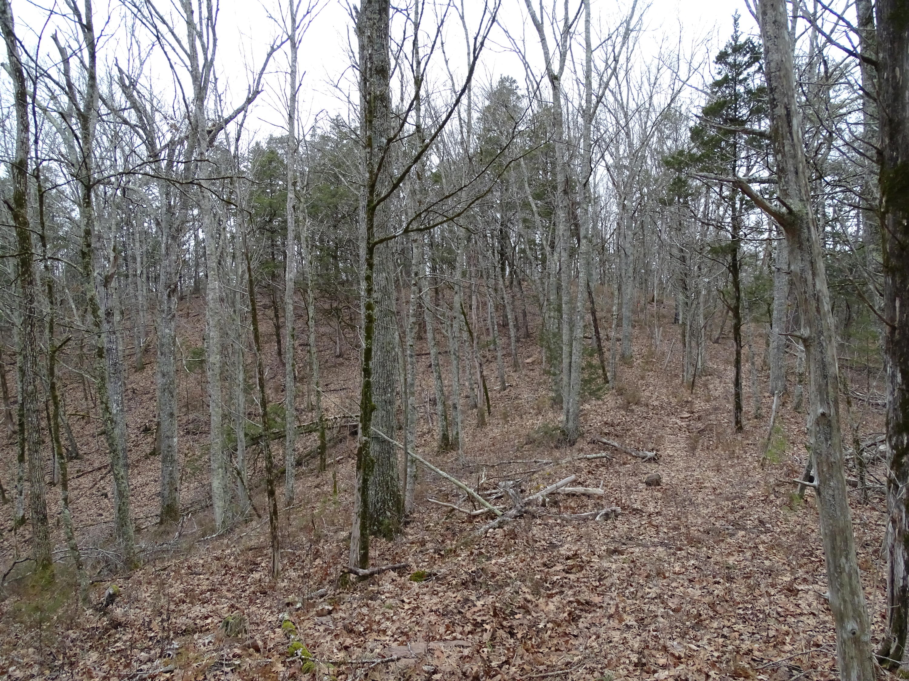 Wolfenbarger Road Luttrell, TN 37779 - Photo 23 of 36 DSC03389