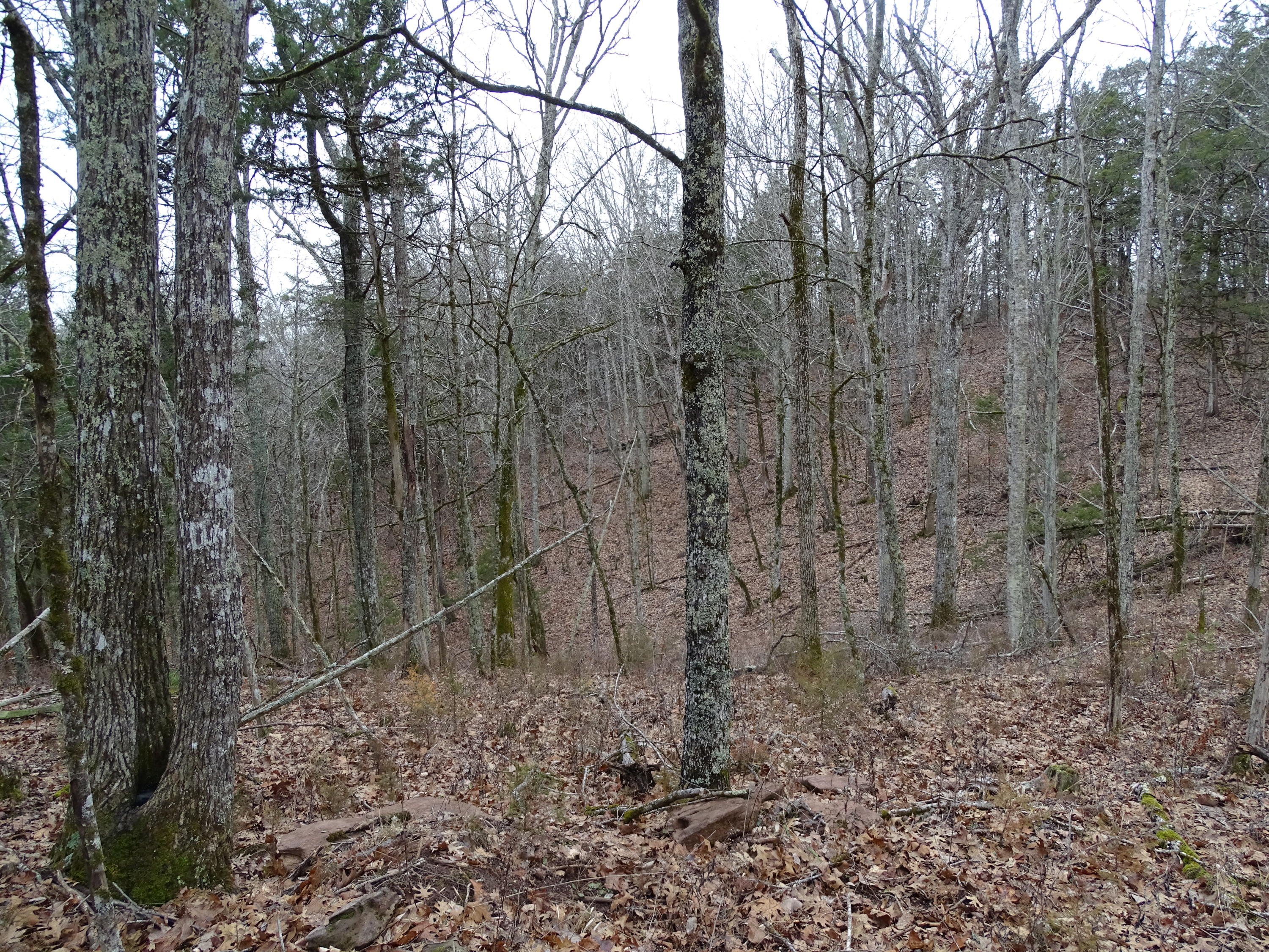 Wolfenbarger Road Luttrell, TN 37779 - Photo 24 of 36 DSC03390