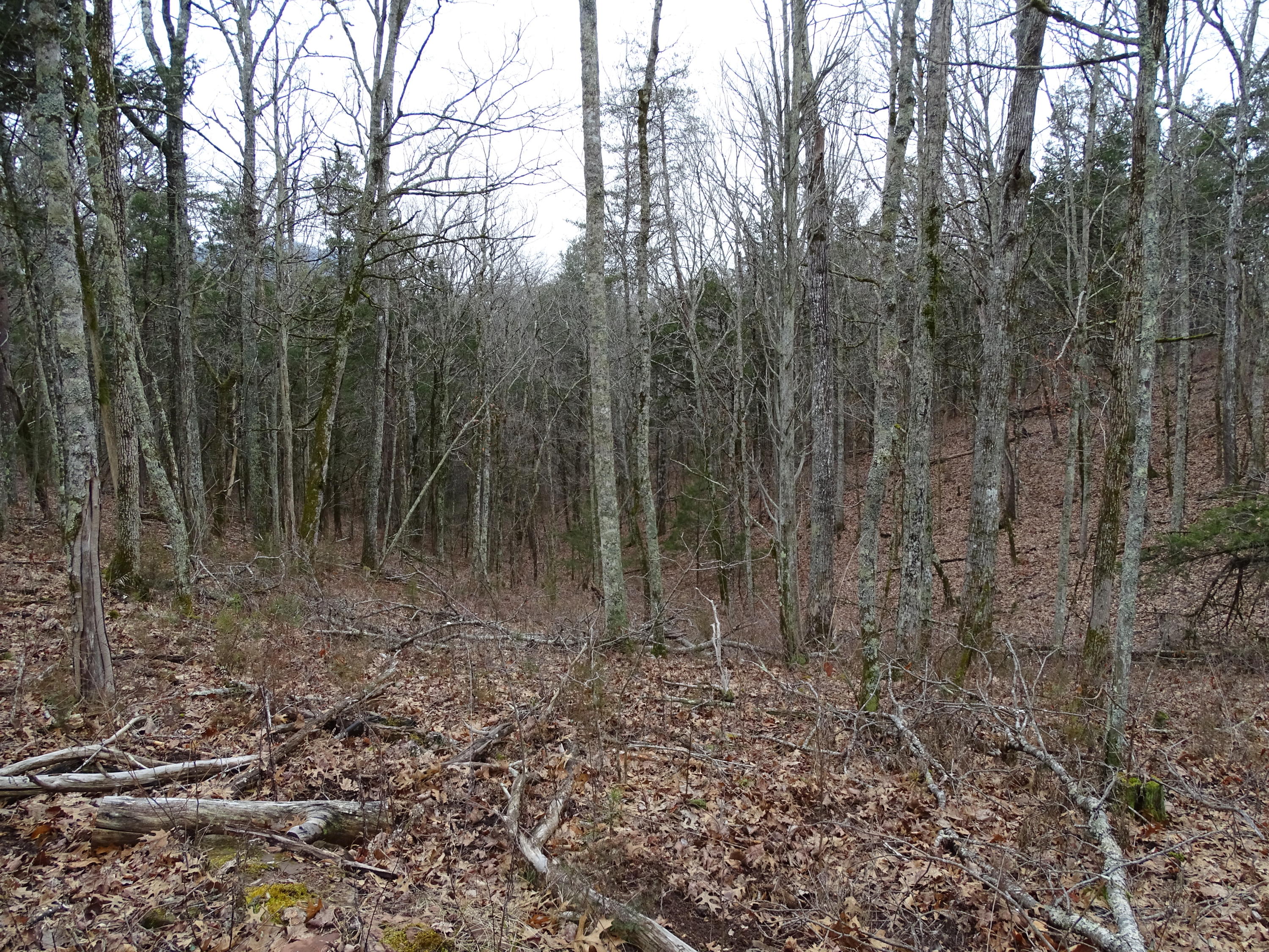 Wolfenbarger Road Luttrell, TN 37779 - Photo 25 of 36 DSC03391