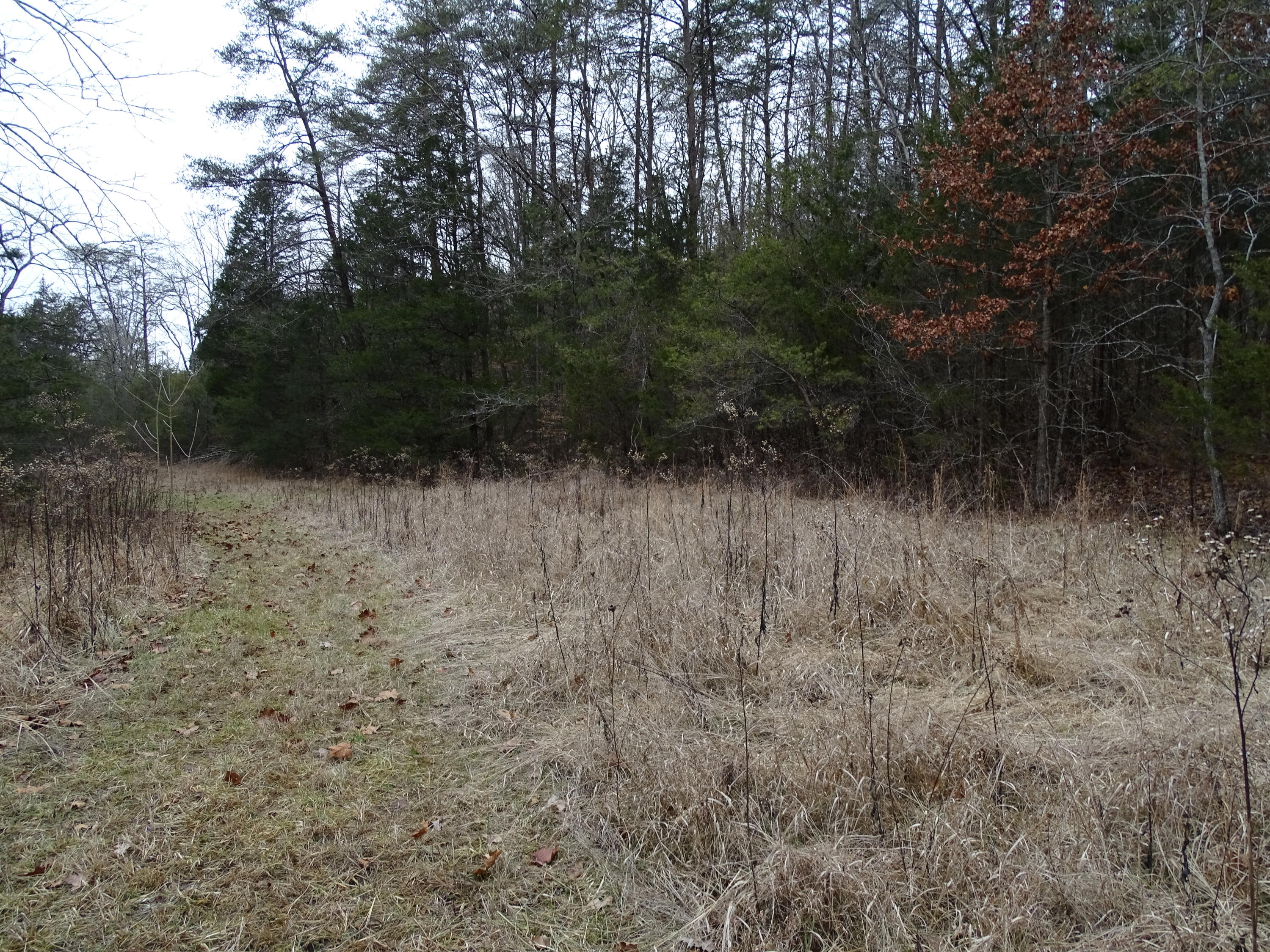 Wolfenbarger Road Luttrell, TN 37779 - Photo 27 of 36 DSC03393