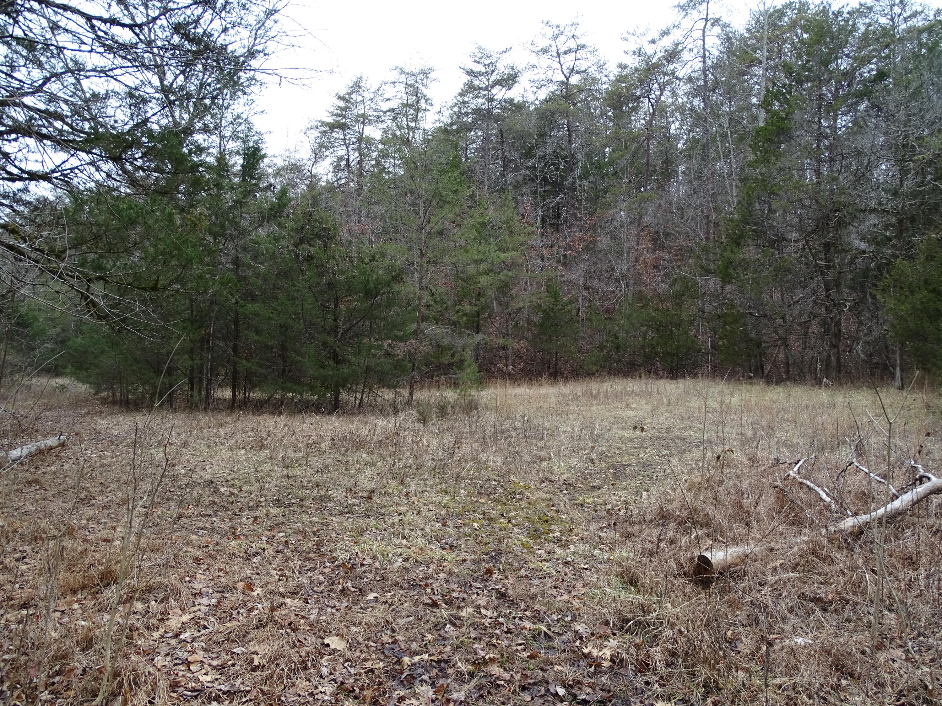 Wolfenbarger Road Luttrell, TN 37779 - Photo 28 of 36 DSC03394
