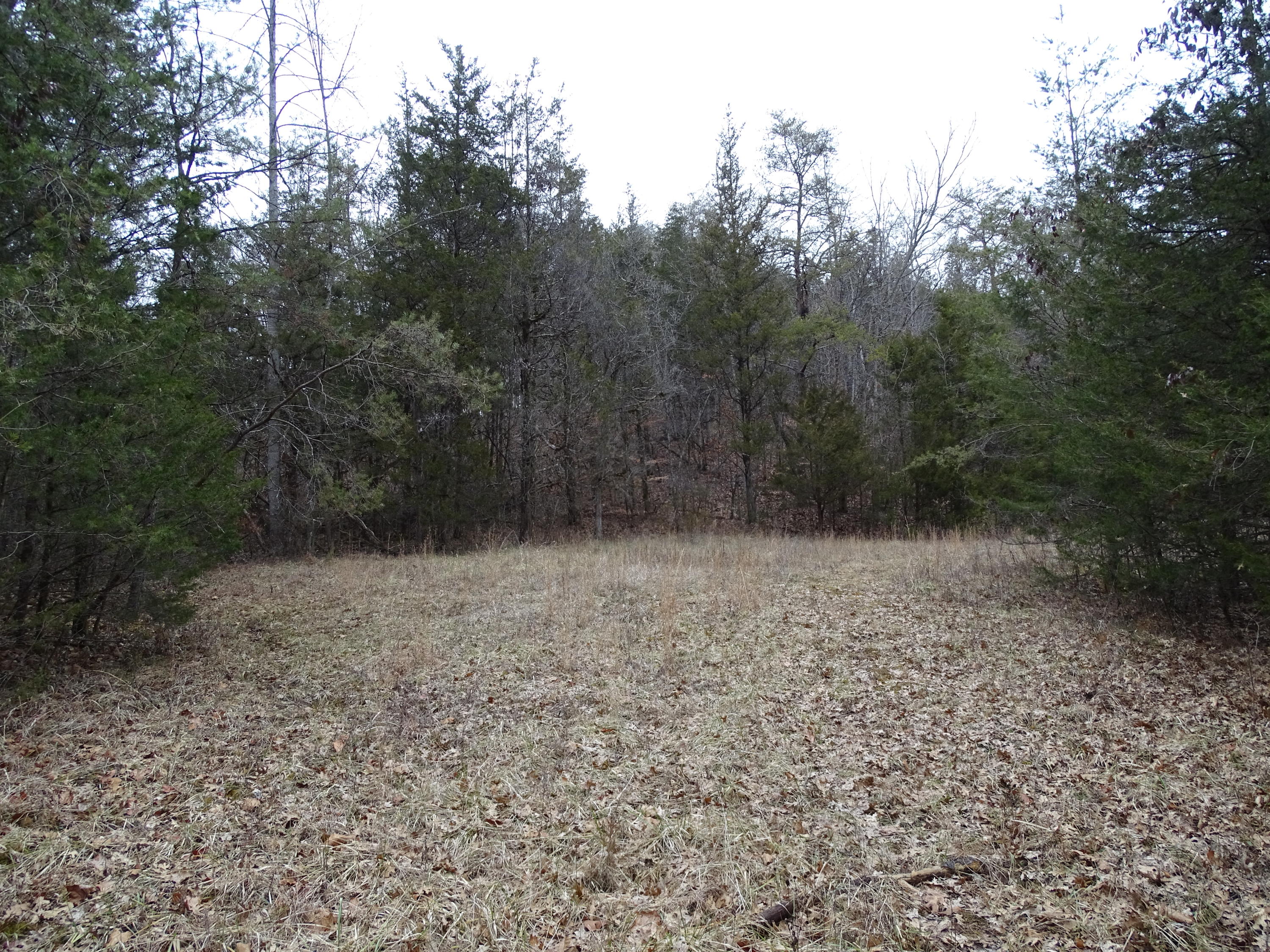 Wolfenbarger Road Luttrell, TN 37779 - Photo 29 of 36 DSC03397