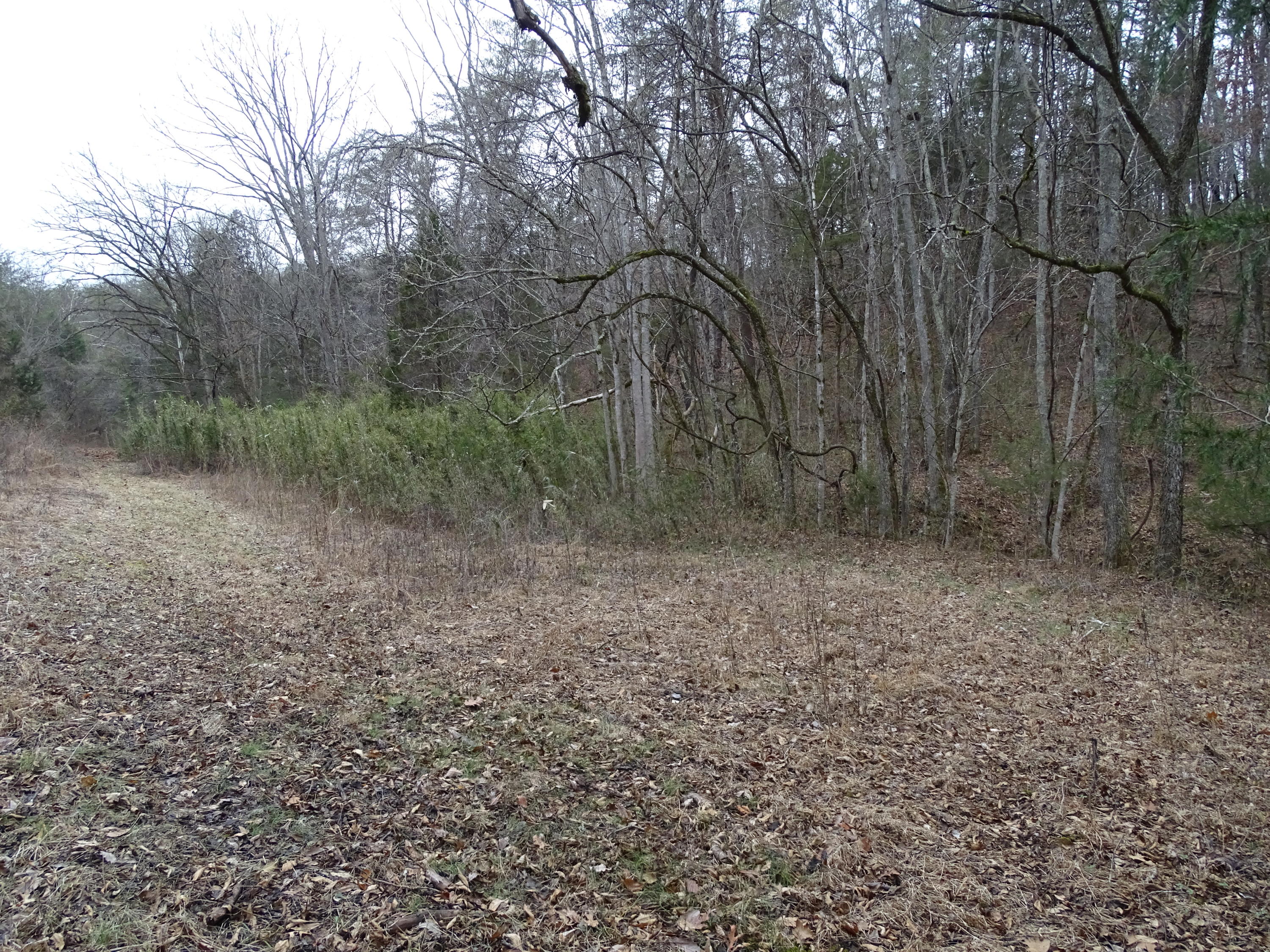 Wolfenbarger Road Luttrell, TN 37779 - Photo 30 of 36 DSC03398