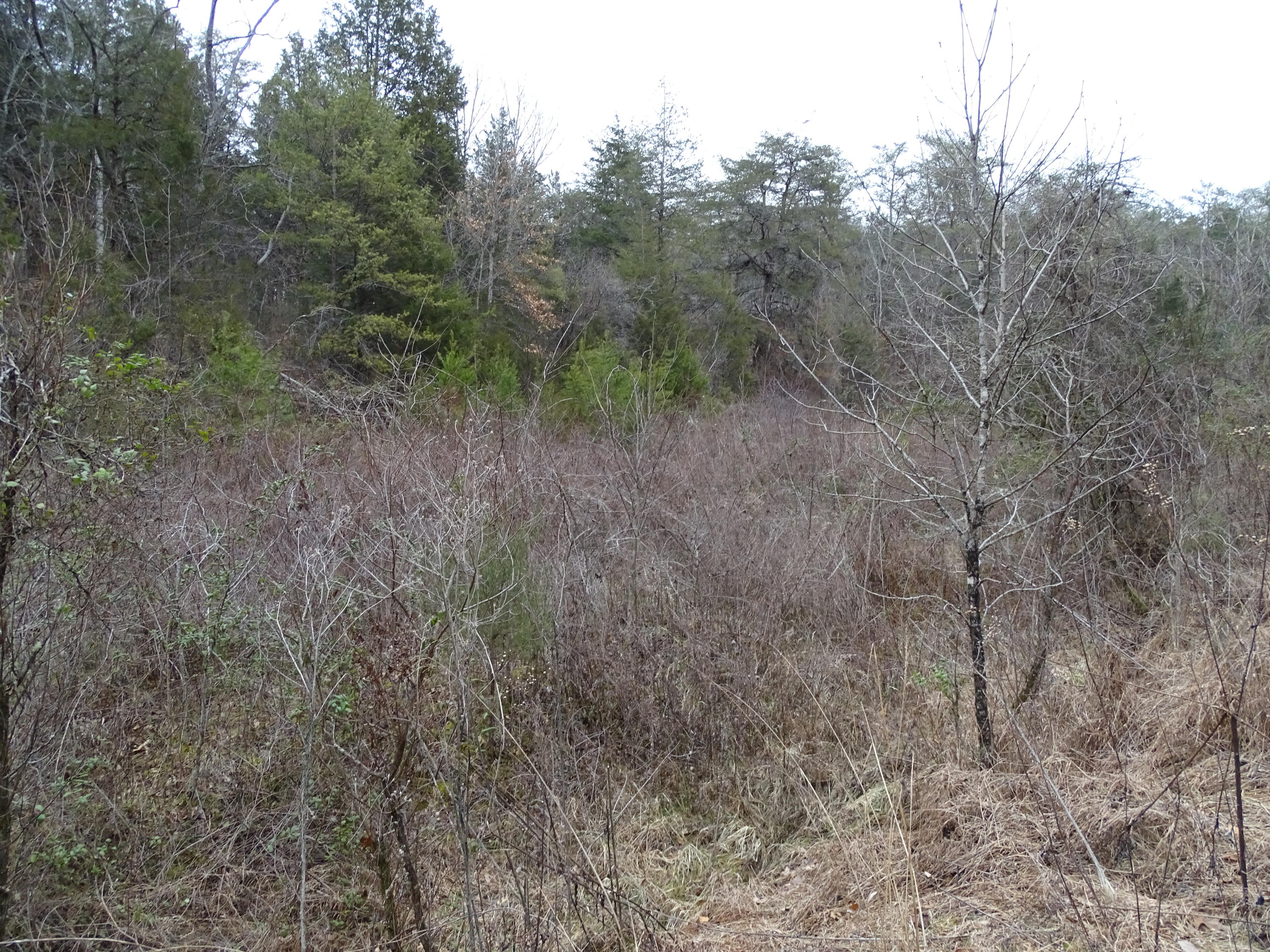 Wolfenbarger Road Luttrell, TN 37779 - Photo 31 of 36 DSC03399