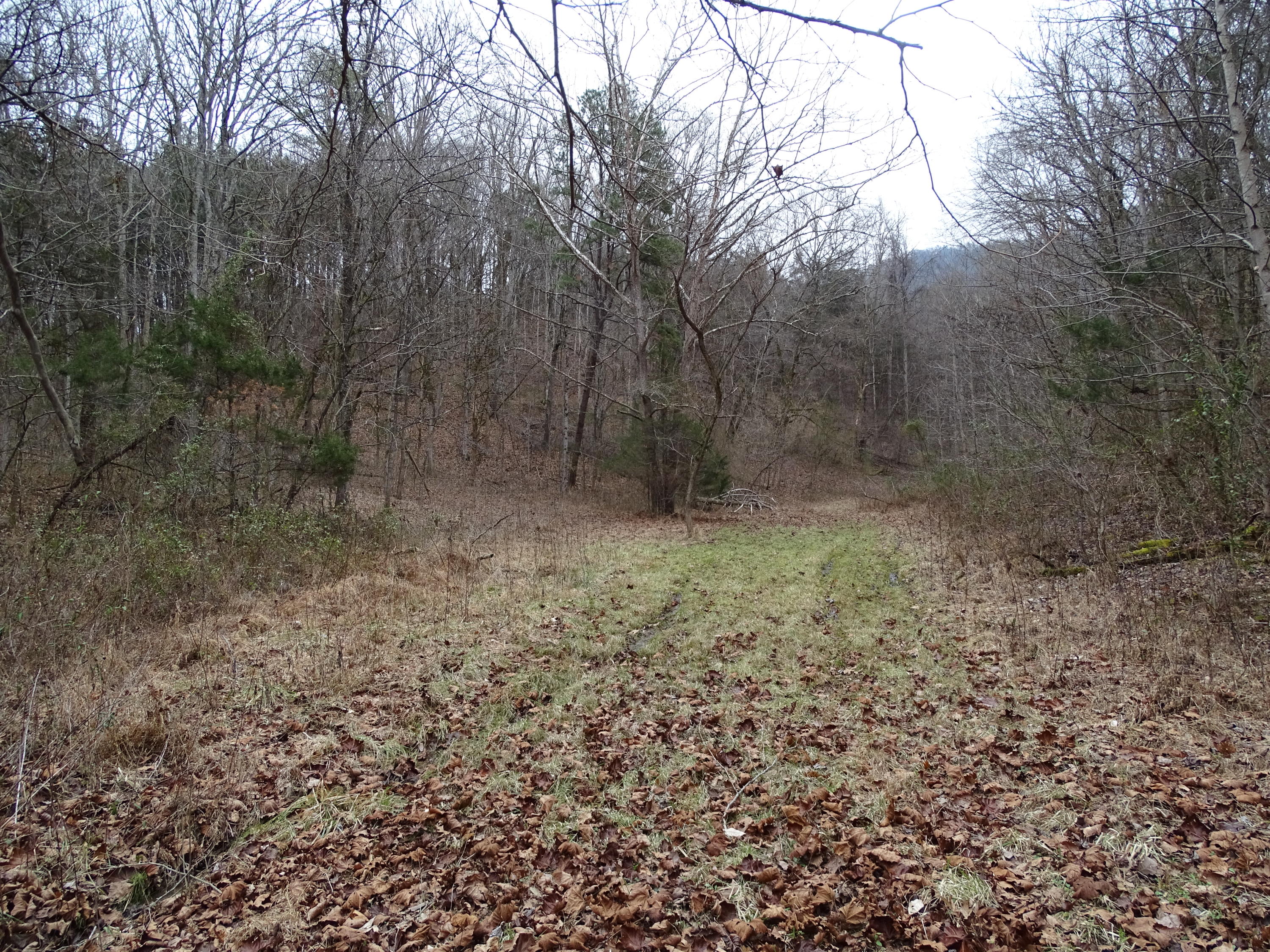 Wolfenbarger Road Luttrell, TN 37779 - Photo 32 of 36 DSC03400