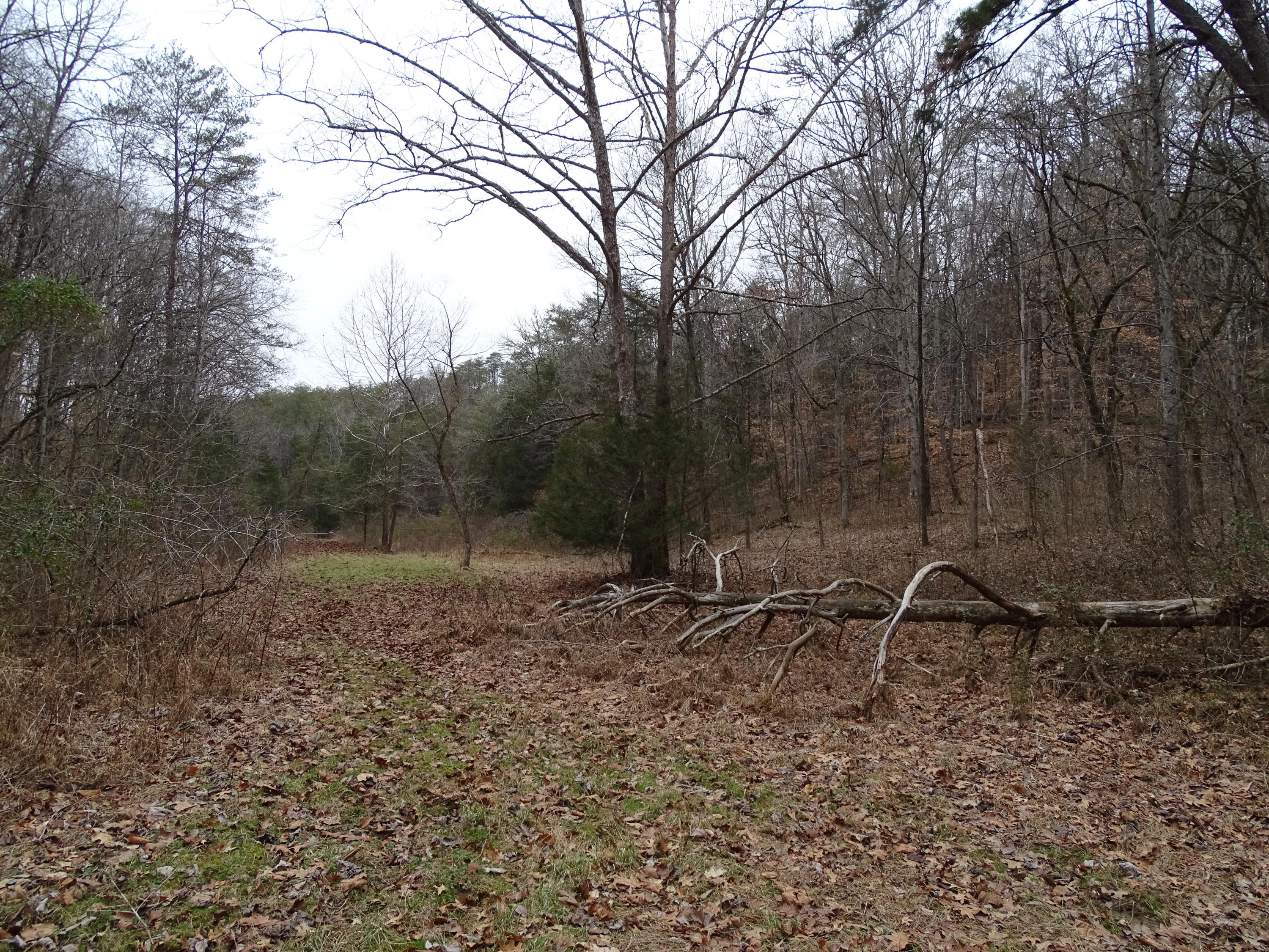 Wolfenbarger Road Luttrell, TN 37779 - Photo 34 of 36 DSC03402