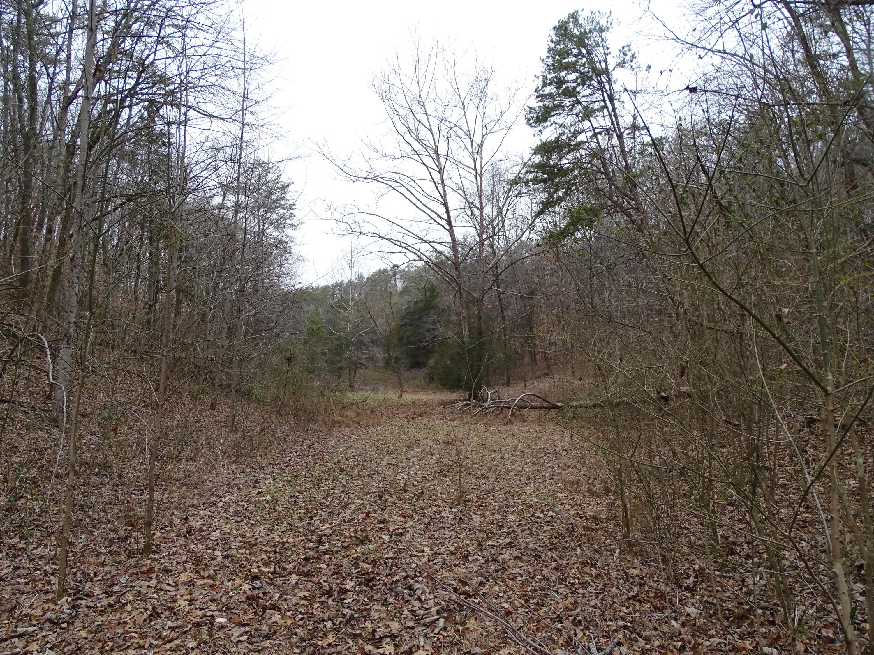 Wolfenbarger Road Luttrell, TN 37779 - Photo 35 of 36 DSC03403