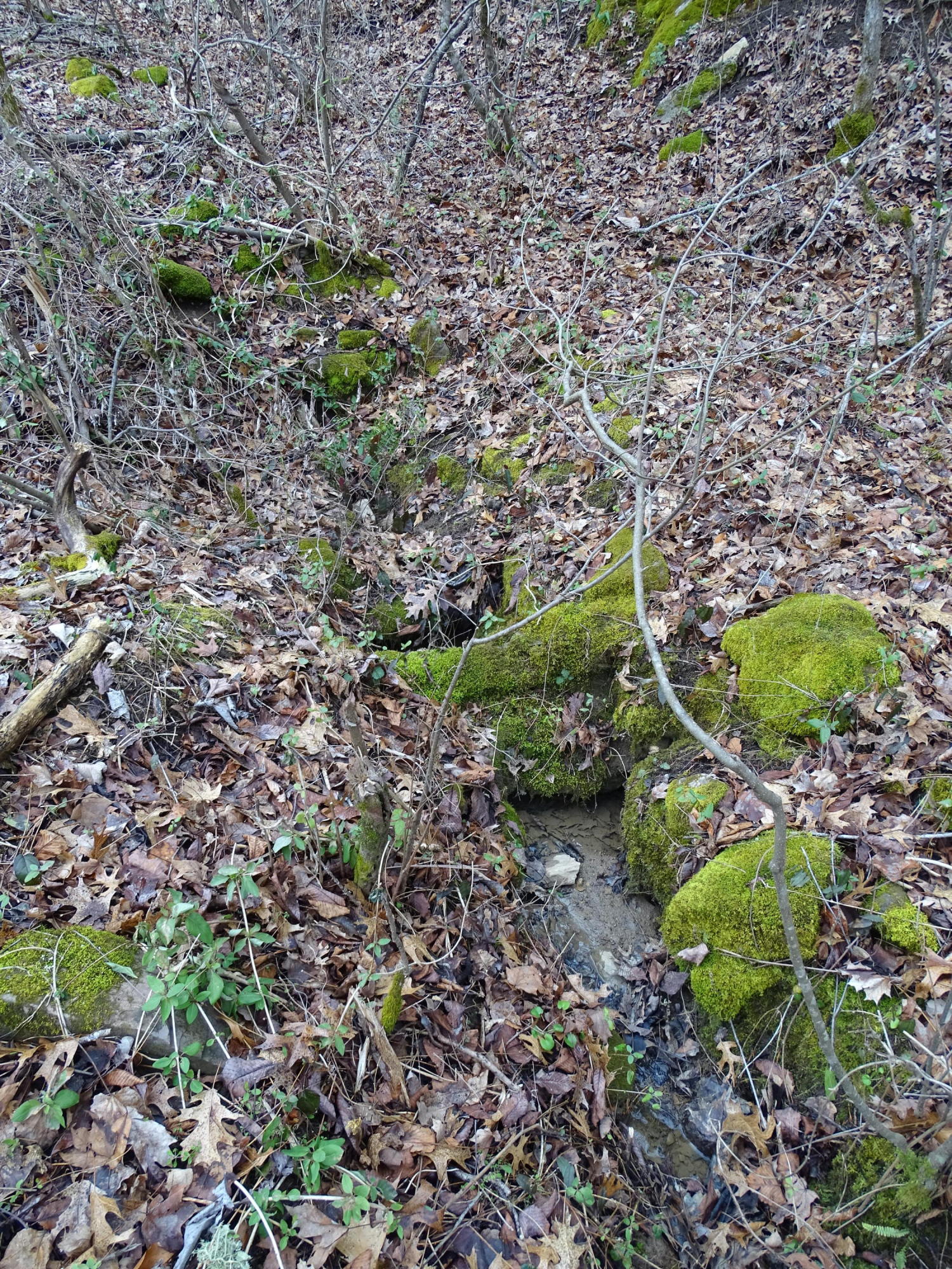 Wolfenbarger Road Luttrell, TN 37779 - Photo 8 of 36 DSC03374