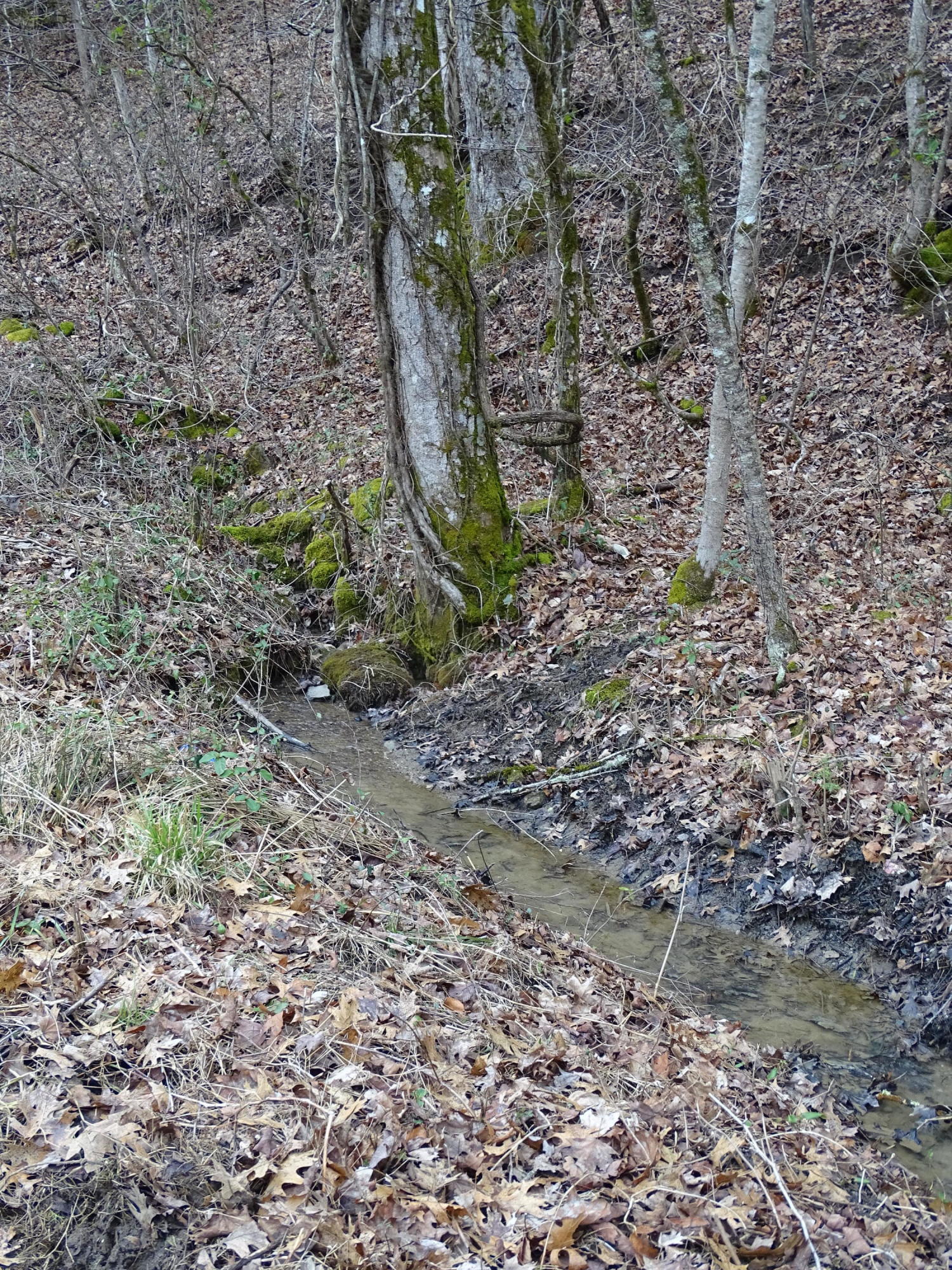 Wolfenbarger Road Luttrell, TN 37779 - Photo 9 of 36 DSC03375