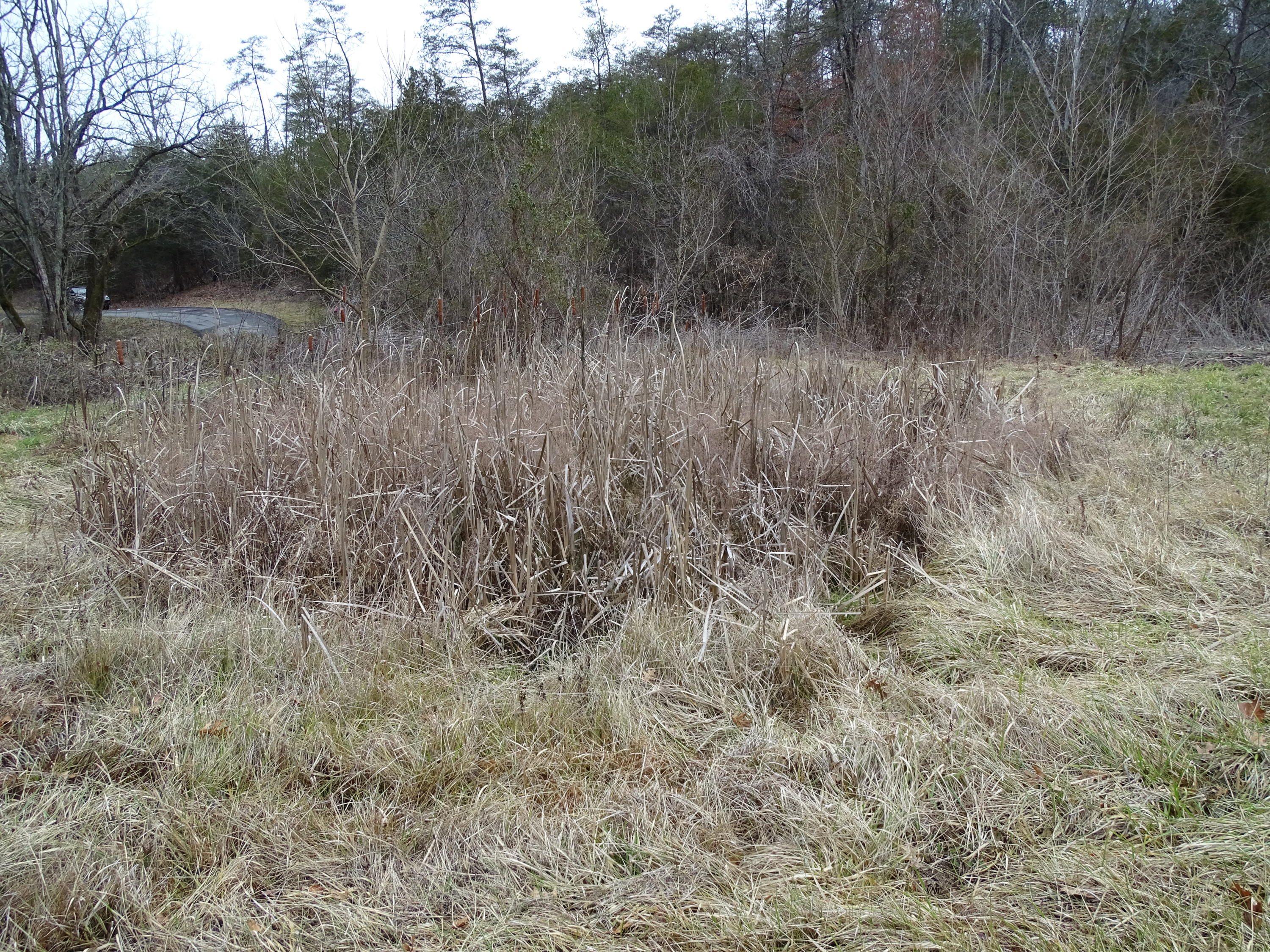 Wolfenbarger Road Luttrell, TN 37779 - Photo 10 of 36 DSC03376