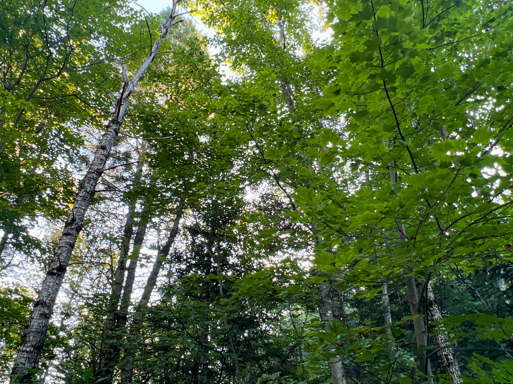 2092 Main Street St. Francis, ME 04774 - Photo 37 of 53 38