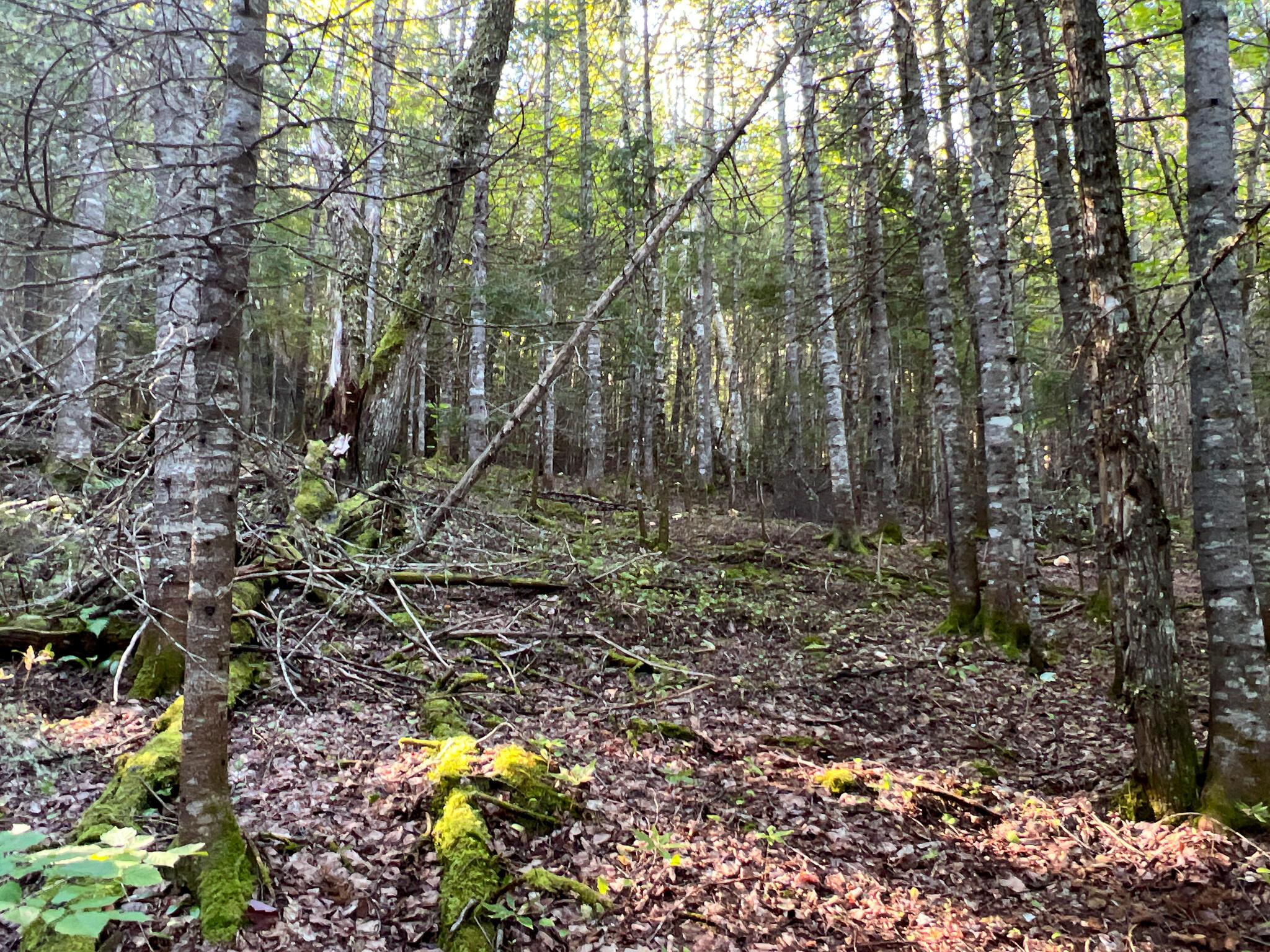 2092 Main Street St. Francis, ME 04774 - Photo 39 of 53 IMG_0555