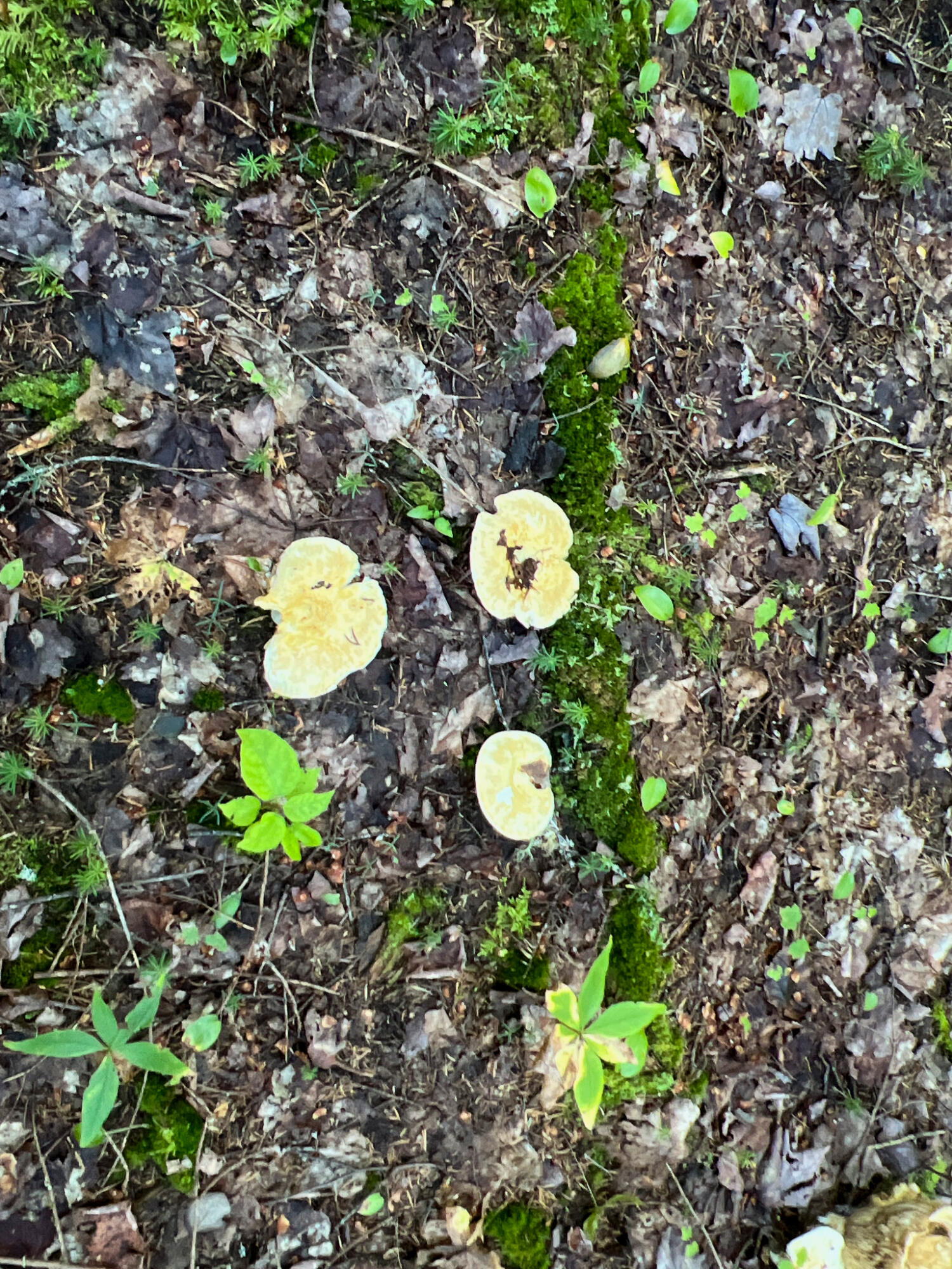 2092 Main Street St. Francis, ME 04774 - Photo 40 of 53 IMG_0556