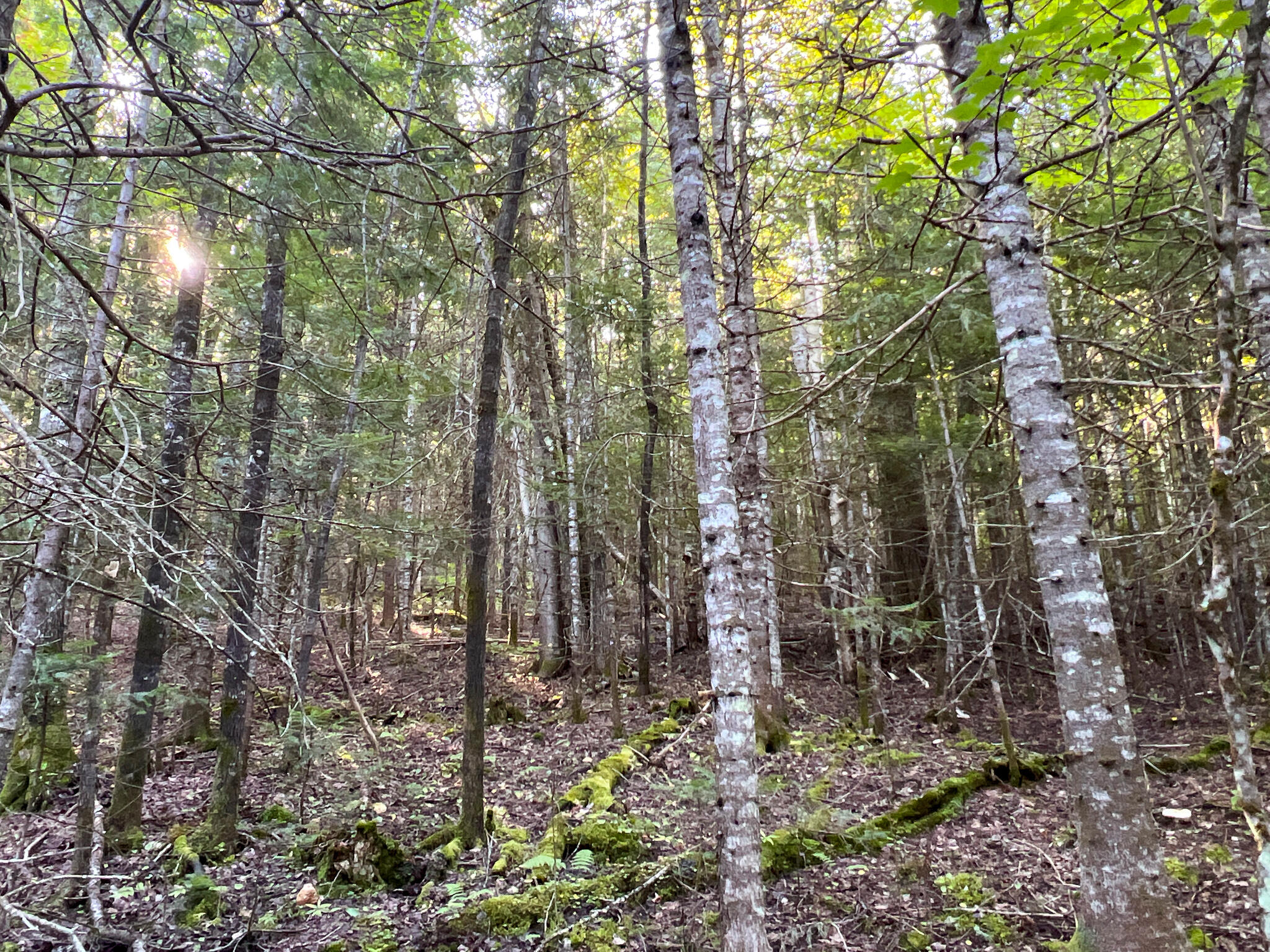 2092 Main Street St. Francis, ME 04774 - Photo 41 of 53 IMG_0557