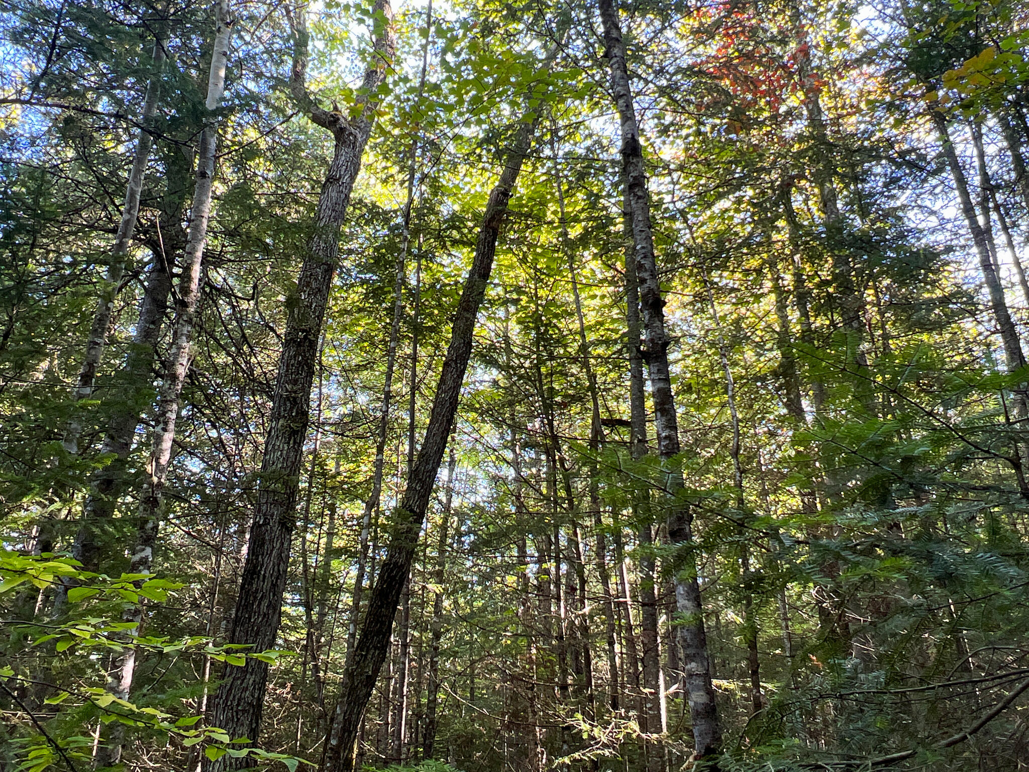 2092 Main Street St. Francis, ME 04774 - Photo 42 of 53 IMG_0558