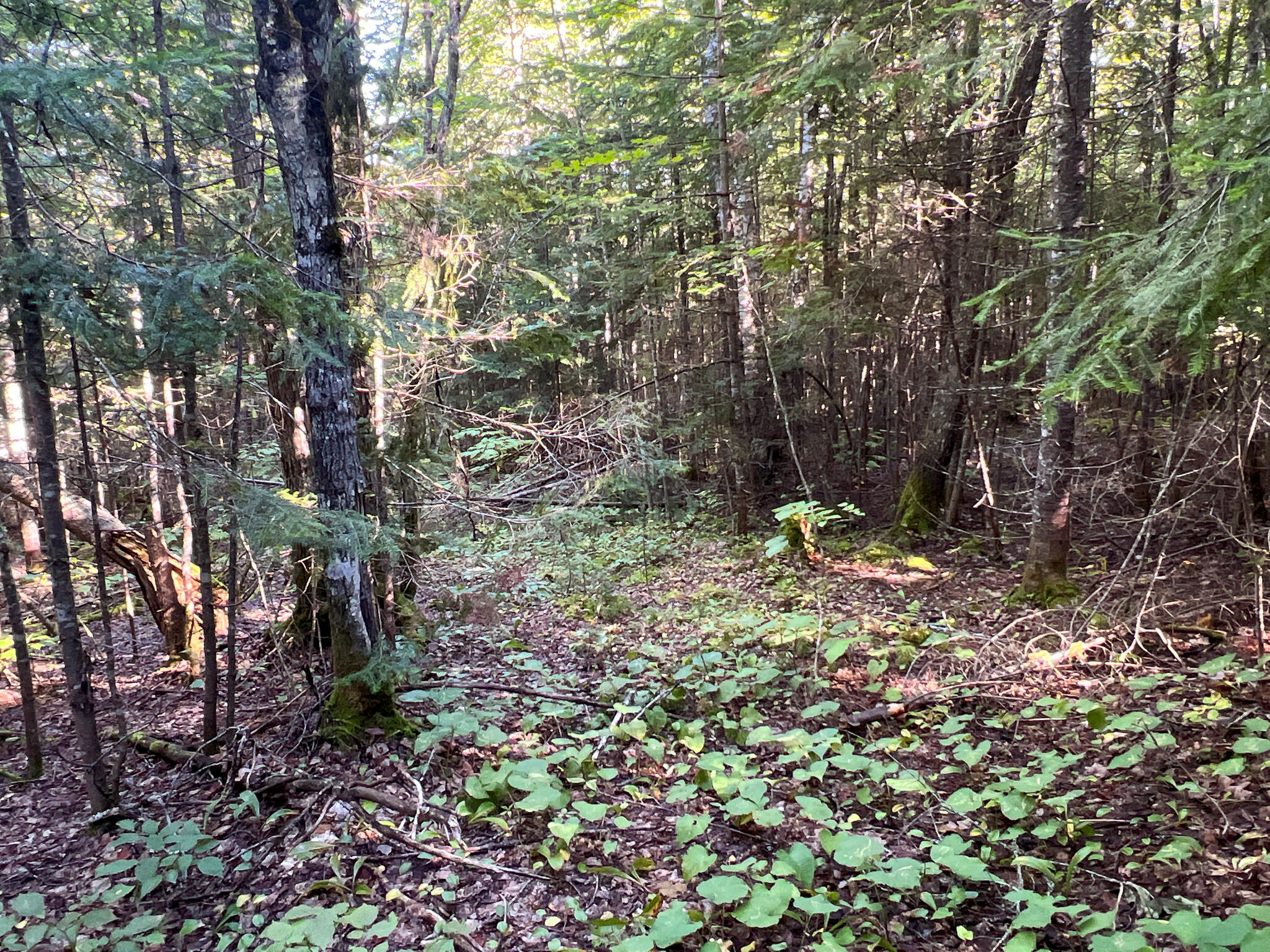 2092 Main Street St. Francis, ME 04774 - Photo 43 of 53 IMG_0559