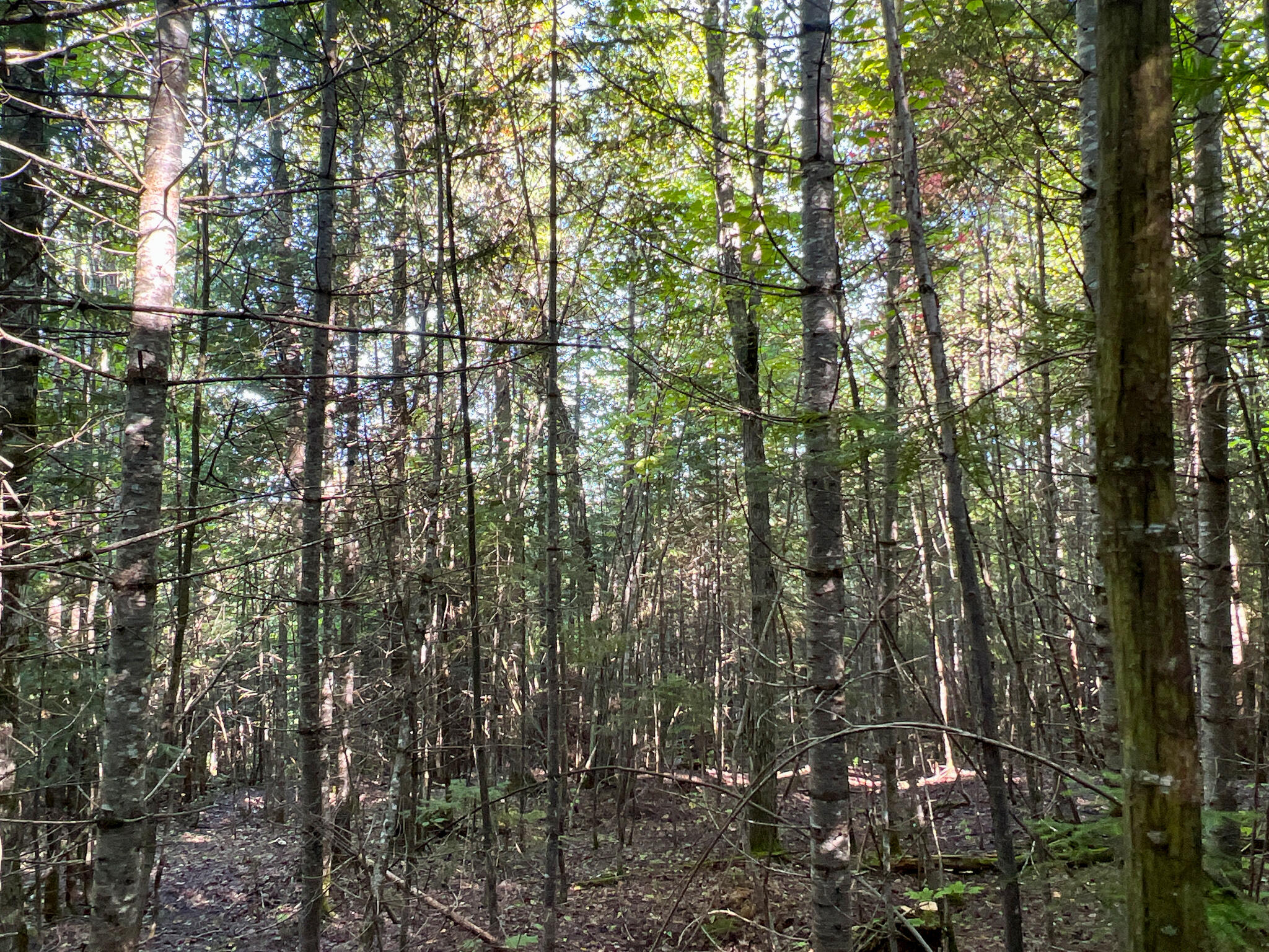 2092 Main Street St. Francis, ME 04774 - Photo 44 of 53 IMG_0560