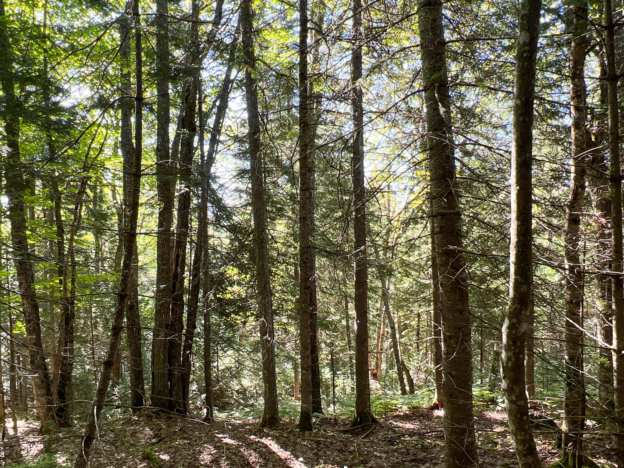 2092 Main Street St. Francis, ME 04774 - Photo 46 of 53 IMG_0564