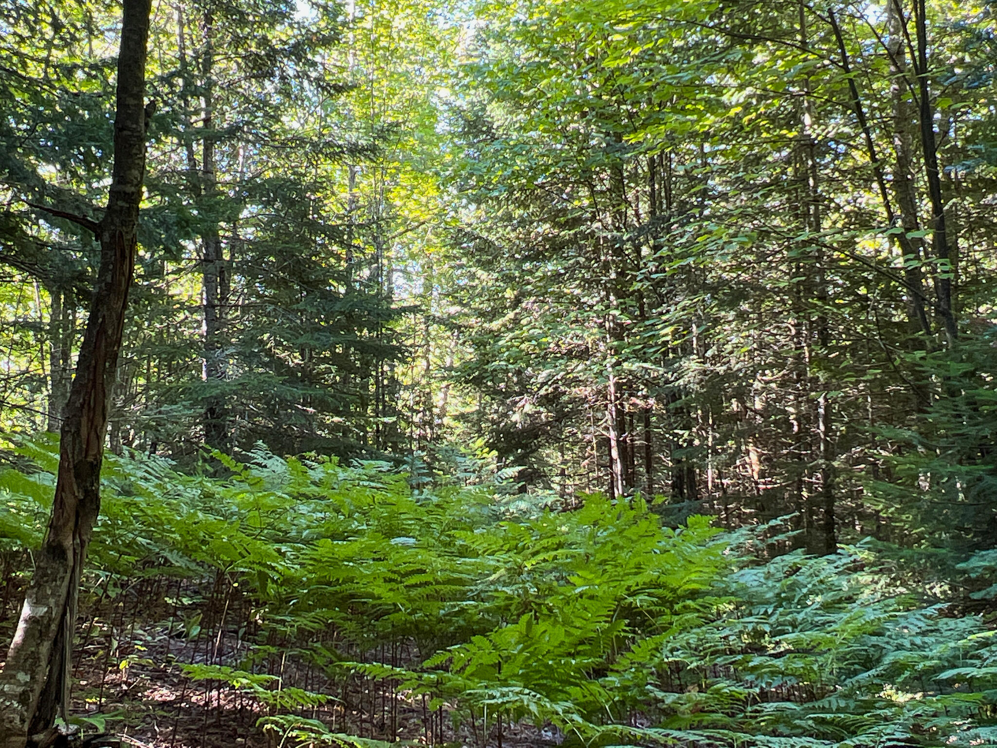 2092 Main Street St. Francis, ME 04774 - Photo 47 of 53 IMG_0565