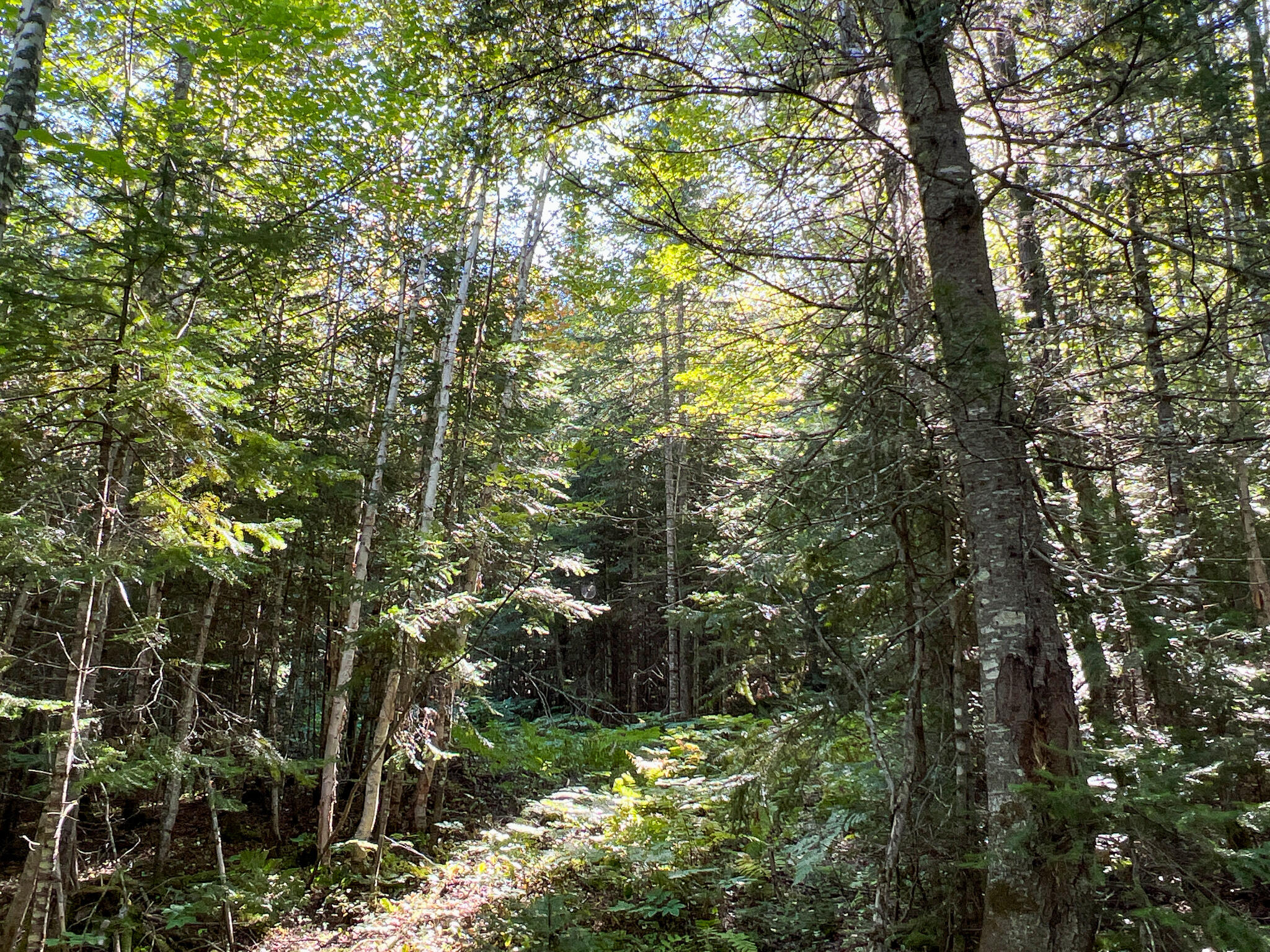 2092 Main Street St. Francis, ME 04774 - Photo 49 of 53 IMG_0568