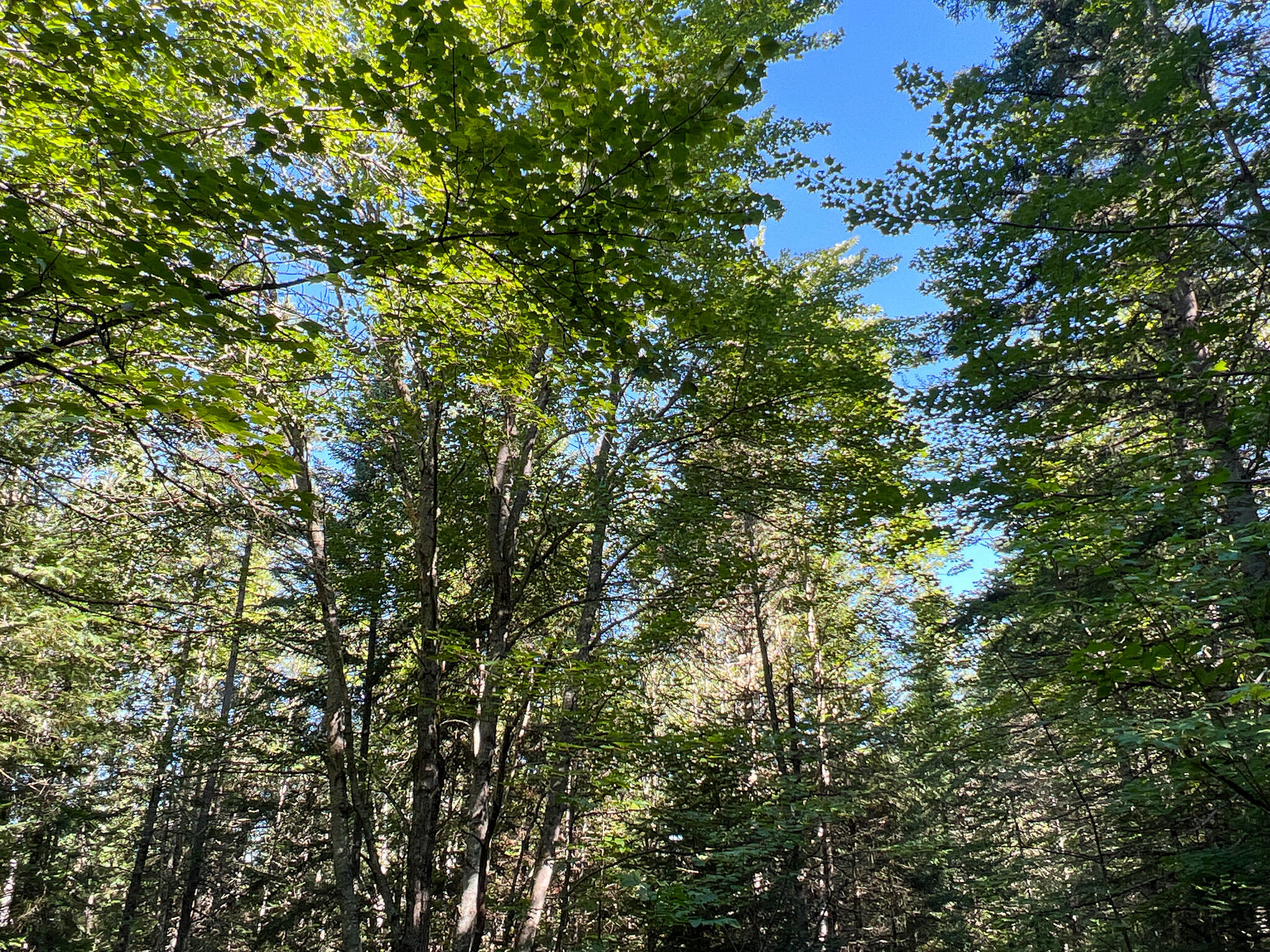 2092 Main Street St. Francis, ME 04774 - Photo 51 of 53 IMG_0570