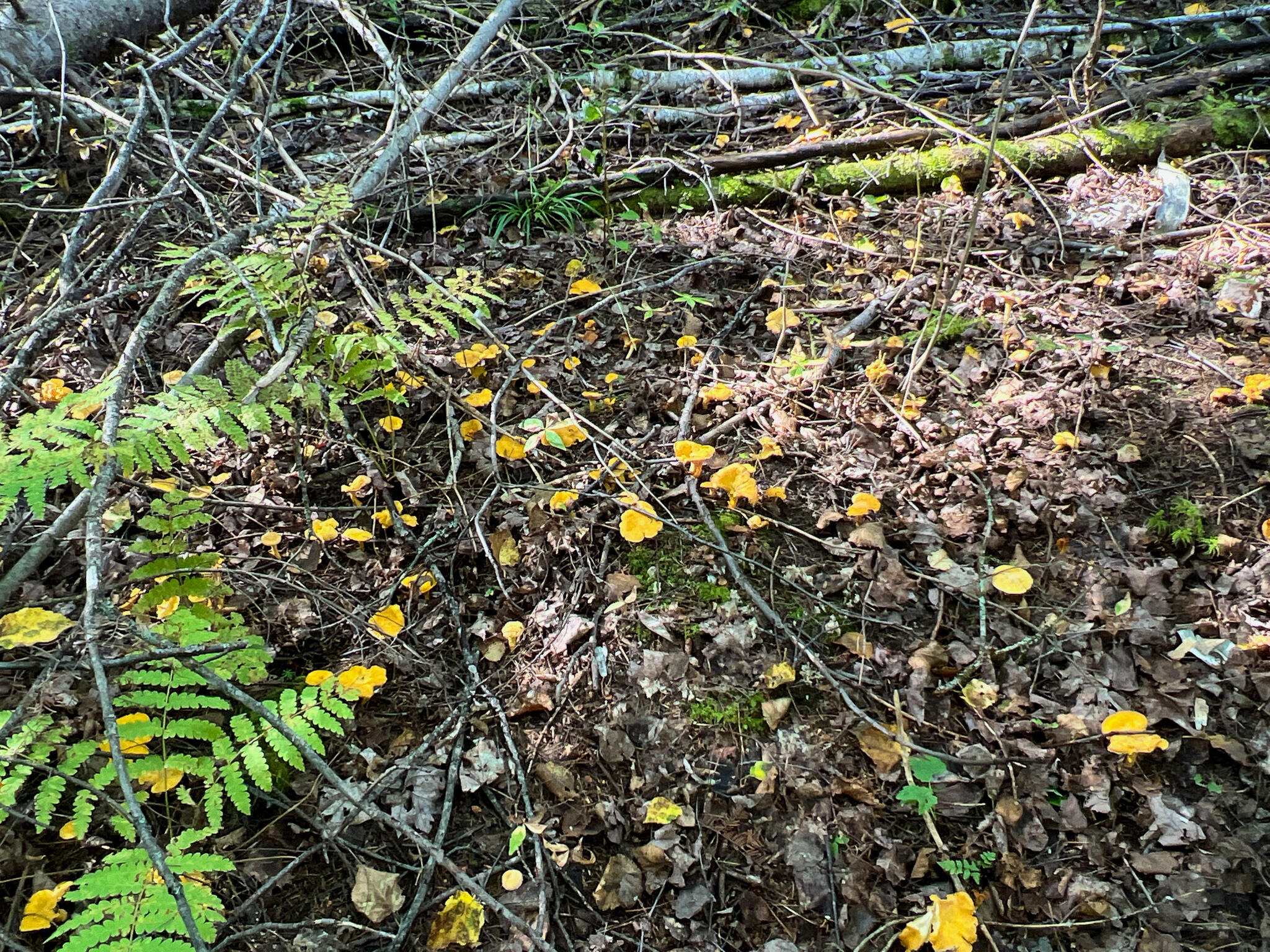 2092 Main Street St. Francis, ME 04774 - Photo 53 of 53 IMG_0574