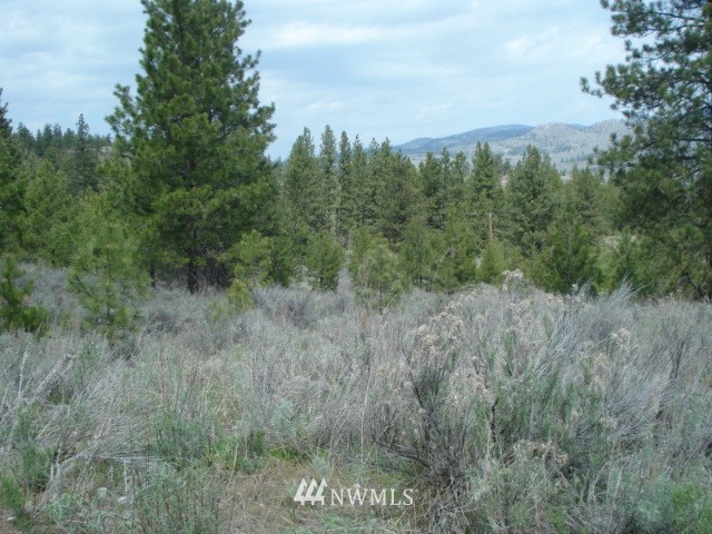 0 Patterson Creek Road Tonasket, WA 98855 - Photo 12 of 16 Gallery Image 12