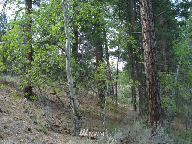 0 Patterson Creek Road Tonasket, WA 98855 - Photo 9 of 16 Gallery Image 9