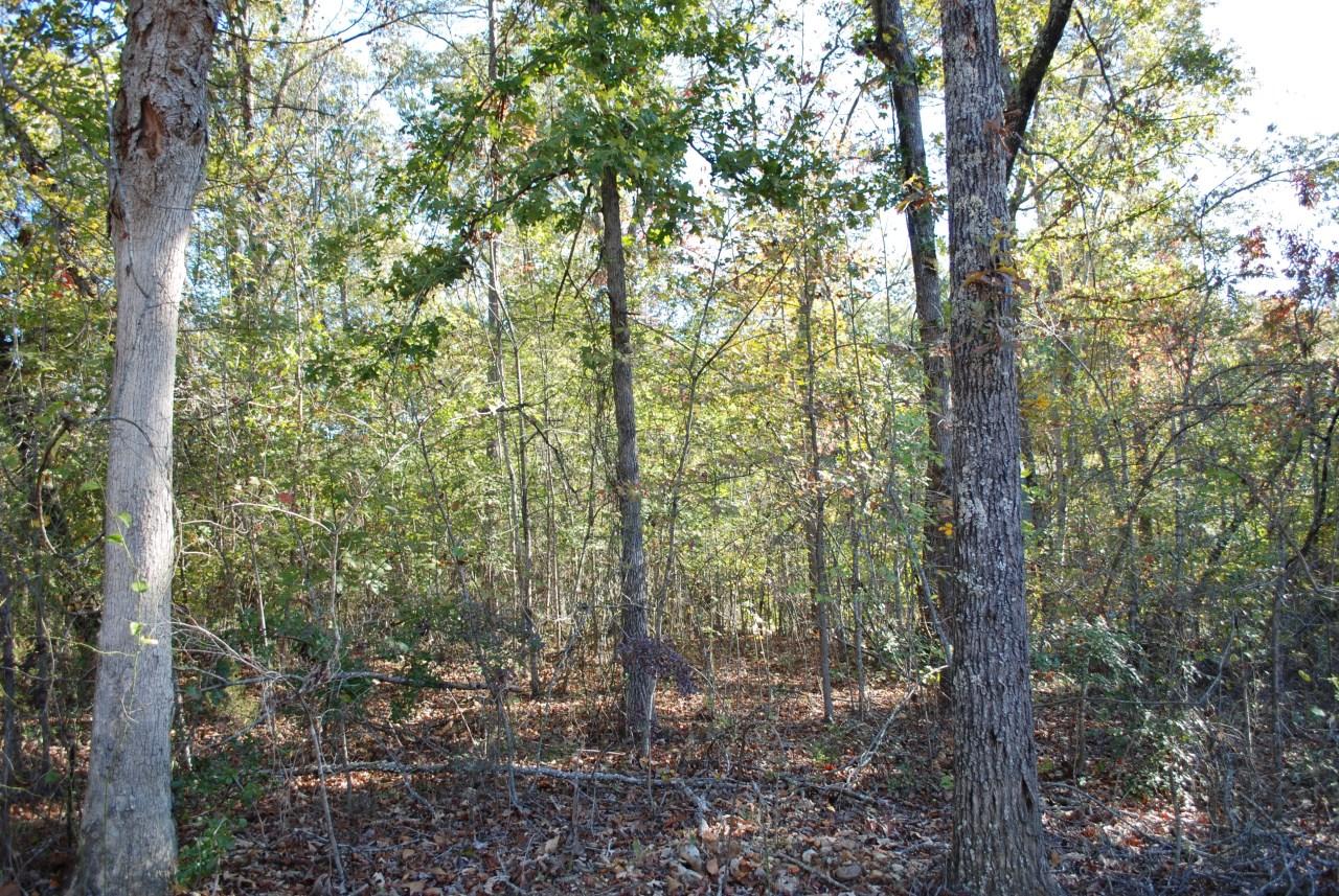 Stump Hollow Spring Spring City, TN 37381 - Photo 5 of 12 DSC_0502