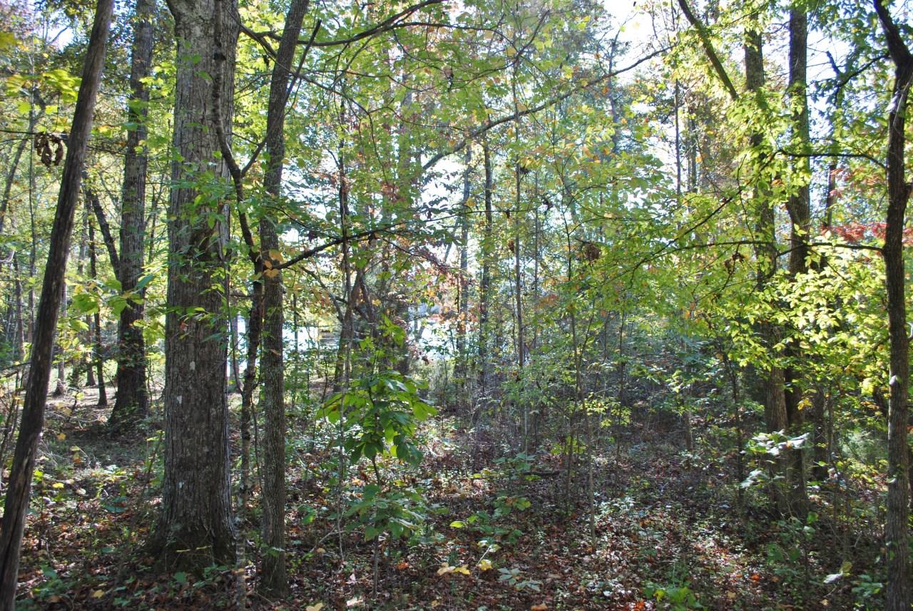 Stump Hollow Spring Spring City, TN 37381 - Photo 8 of 12 DSC_0507