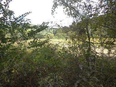 0 Burroughs Cove Road Pelham, TN 37366 - Photo 2 of 5 a view of a field of grass and trees