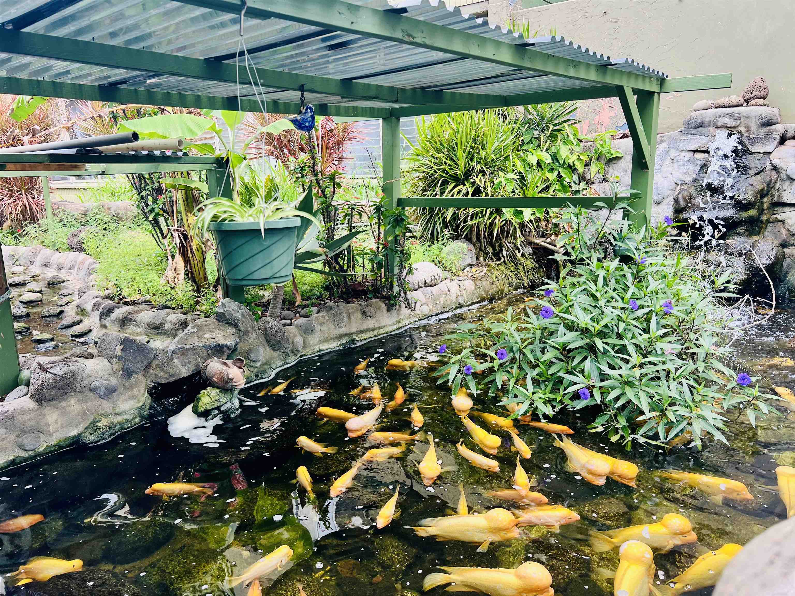 111 Kahului Beach Road, Unit D225 Kahului, HI 96732 - Photo 31 of 31 a bunch of flowers in a outdoor space