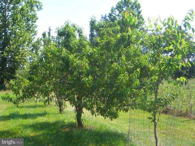 2871 Stonyman Road Luray, VA 22835 - Photo 10 of 19 Fruit Trees