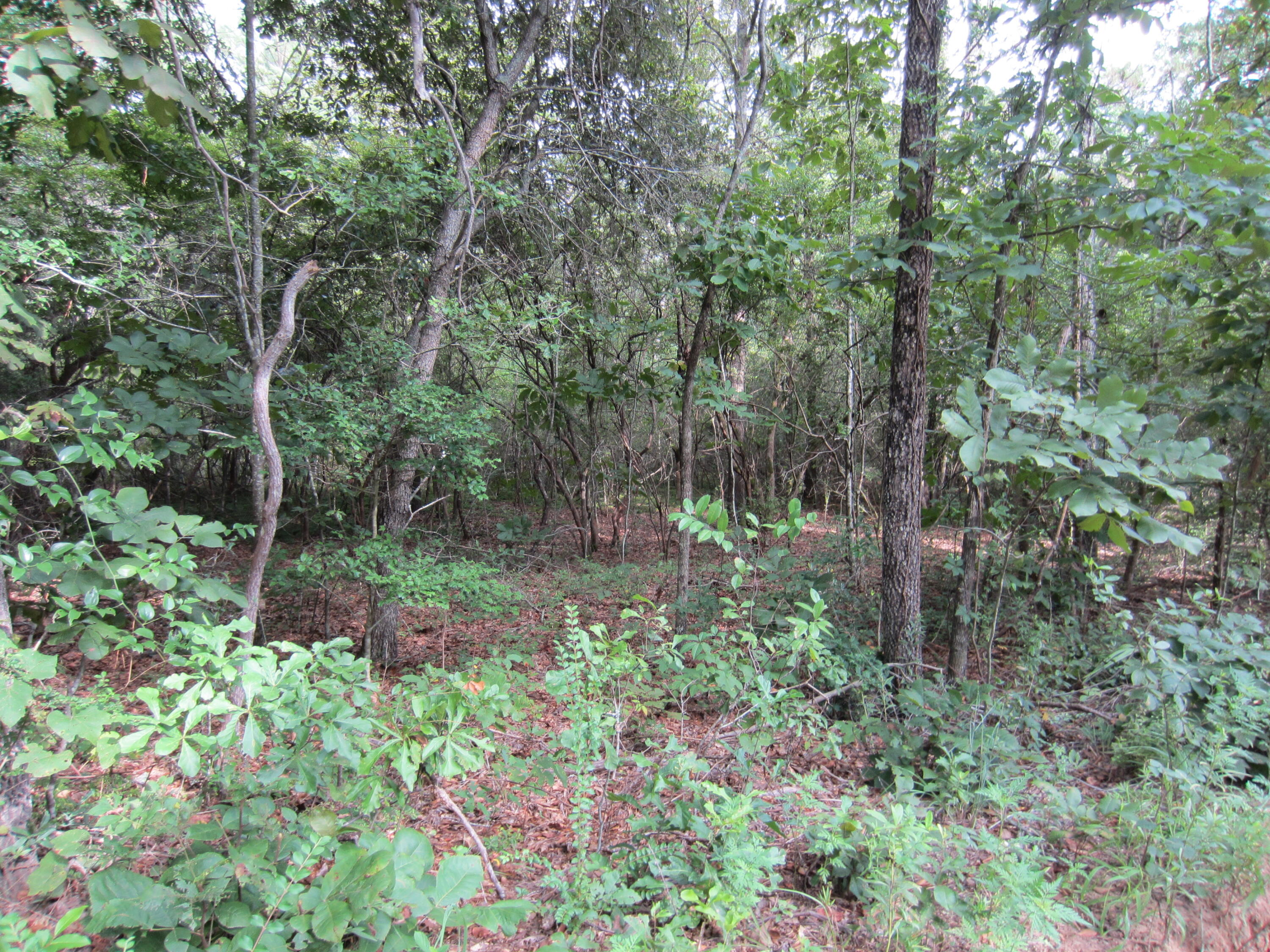 0 Bluffwood Road, Unit LOT 9 & 10 Wagener, SC 29164 - Photo 4 of 6
