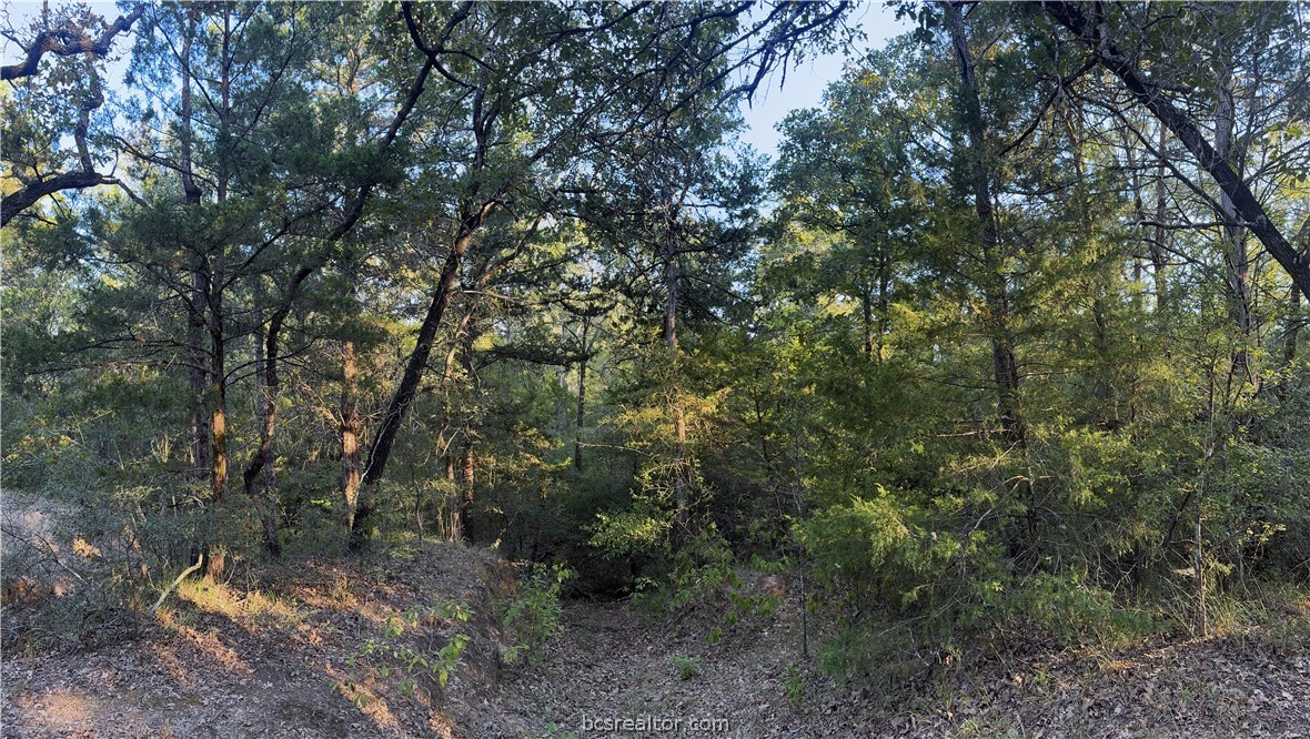 3518 Winding Road Hearne, TX 77859 - Photo 16 of 21 Woods above the creek at sunset