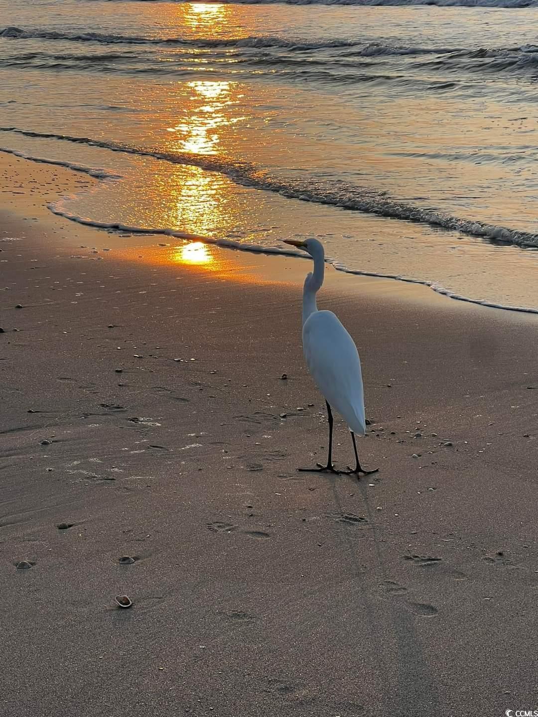 301 North Waccamaw Drive, Unit 211 Murrells Inlet, SC 29576 - Photo 27 of 37 Water view
