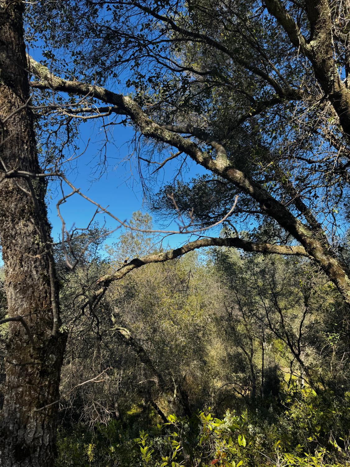 15806 Perimeter Road Grass Valley, CA 95949 - Photo 4 of 32