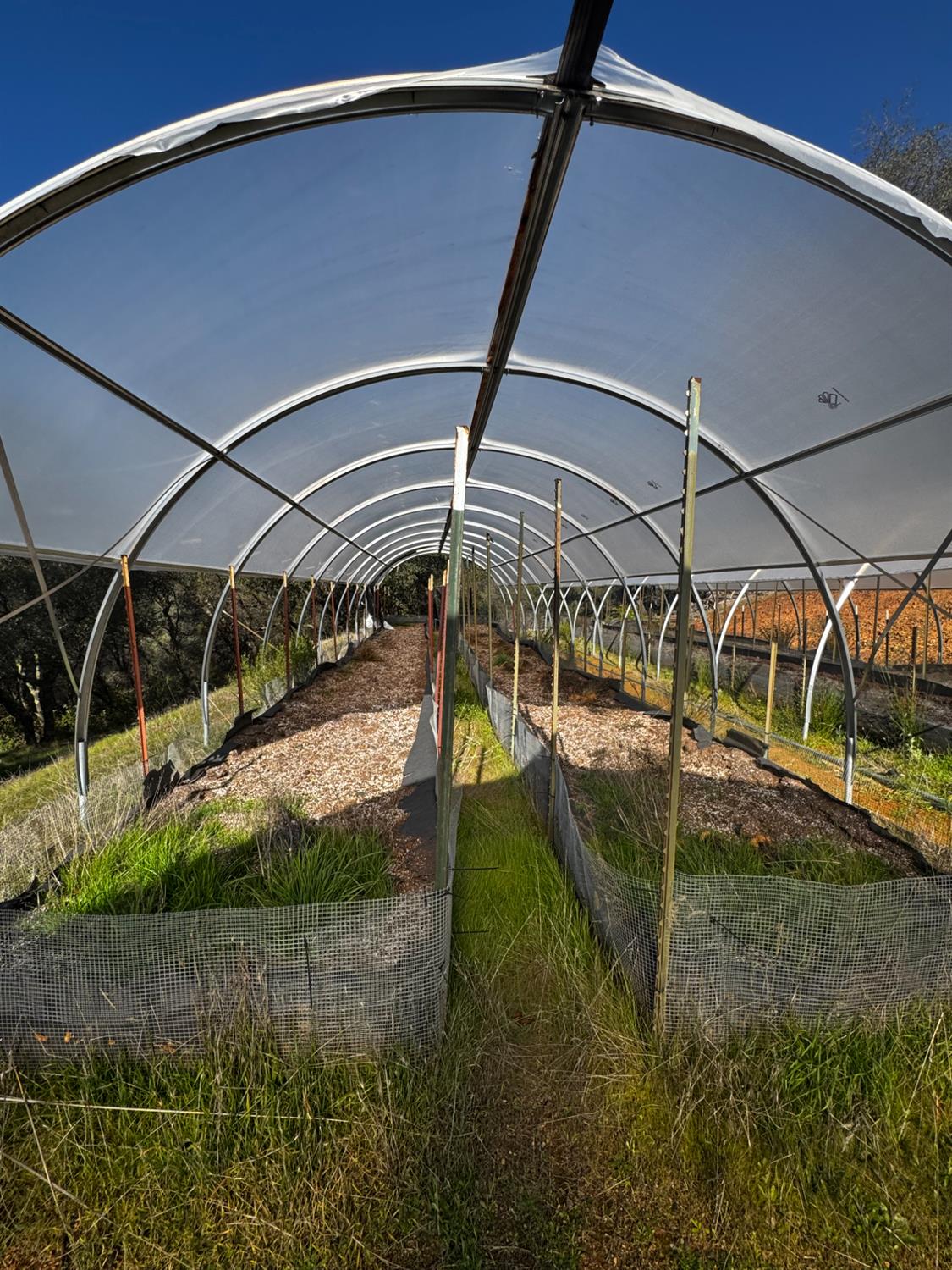 15806 Perimeter Road Grass Valley, CA 95949 - Photo 5 of 32 Hoop buildings and soil have been inspected but nothing has been grown here before so it is all fresh soil.