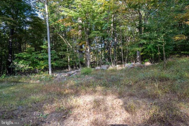 a view of a forest with trees in the background