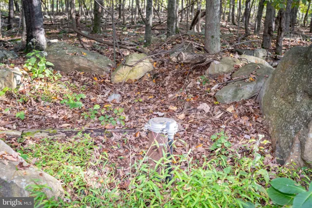 a view of a yard with a tree