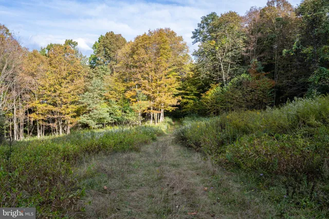 a view of a forest with trees in the background