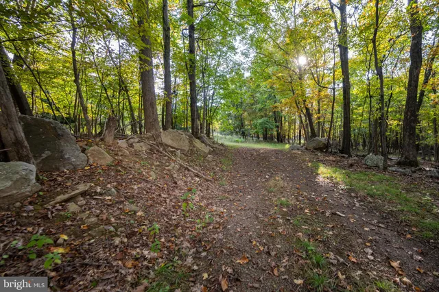 a view of a forest with trees in the background