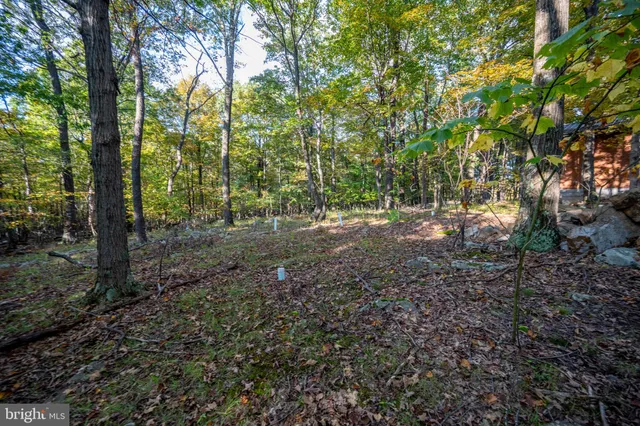 a view of a big yard with plants and large trees