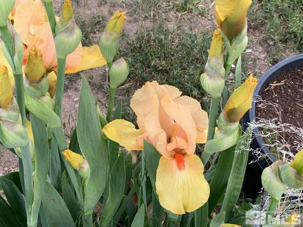 500 Clydesdale Drive Reno, NV 89508 - Photo 24 of 38 Photo 13