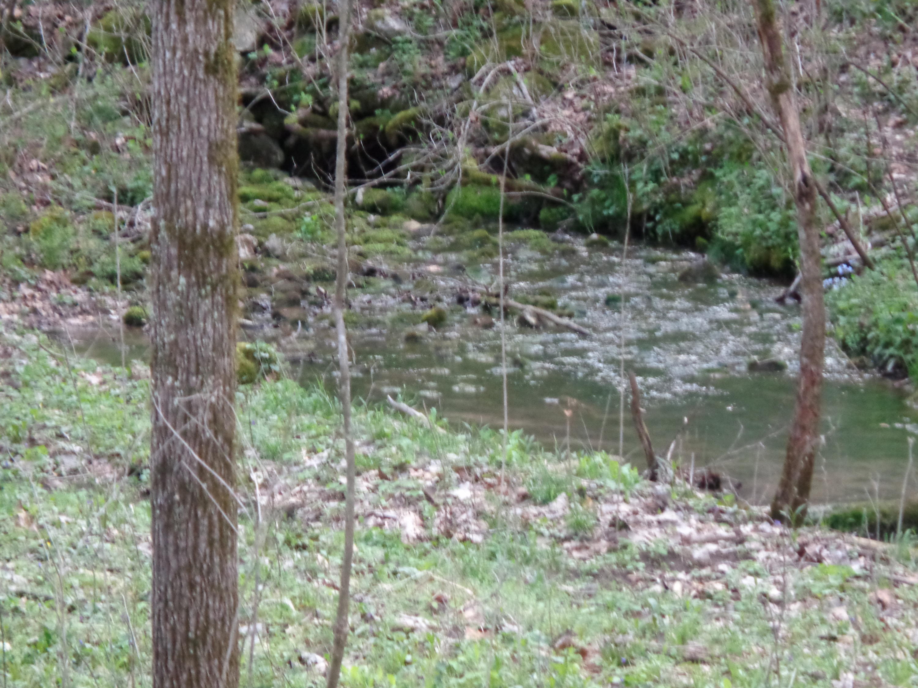 Manson Rd Road Jamestown, TN 38556 - Photo 2 of 24 Cooper 51 Acres Farm 003