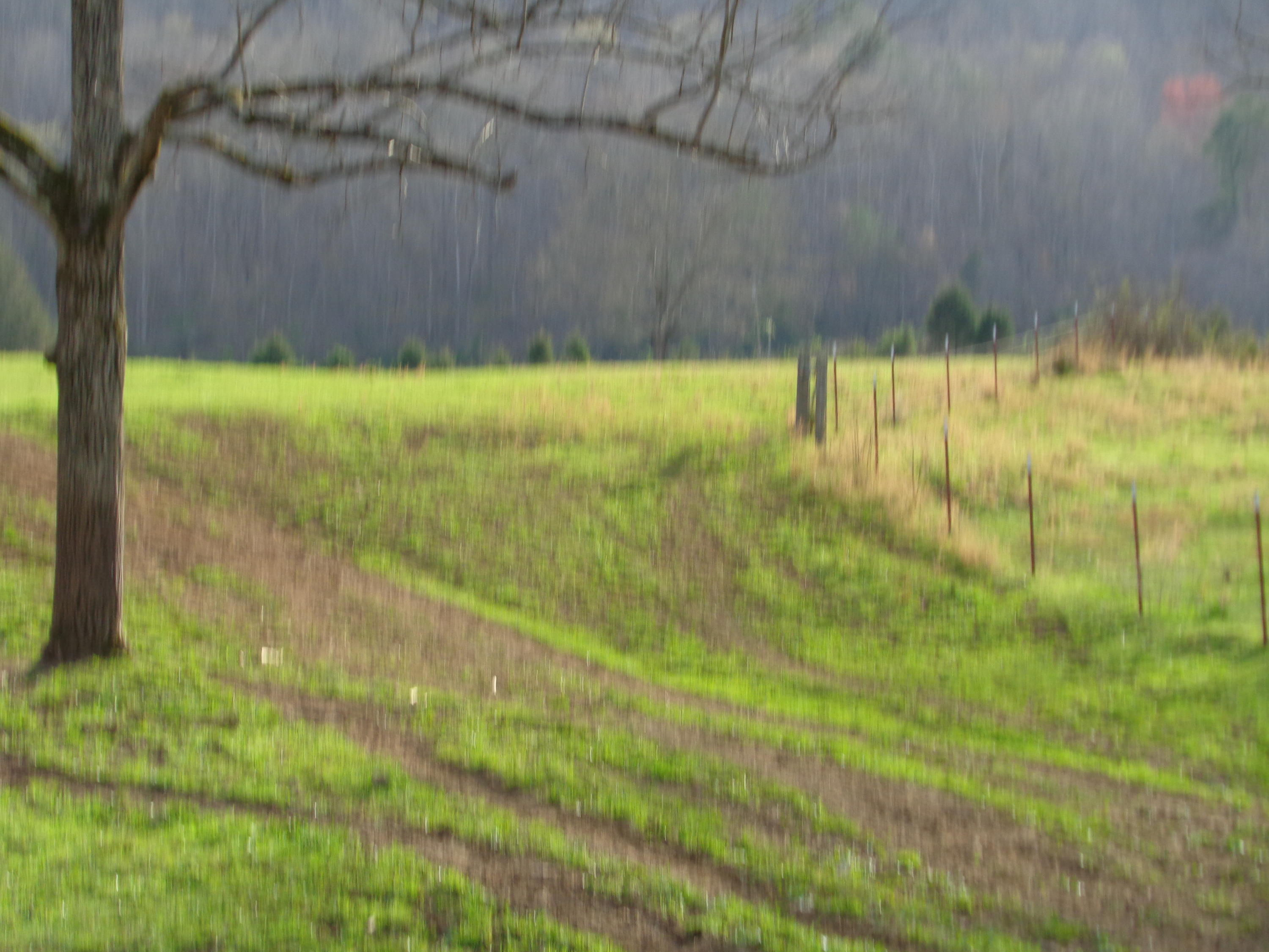 Manson Rd Road Jamestown, TN 38556 - Photo 3 of 24 Cooper 51 Acres Farm 008