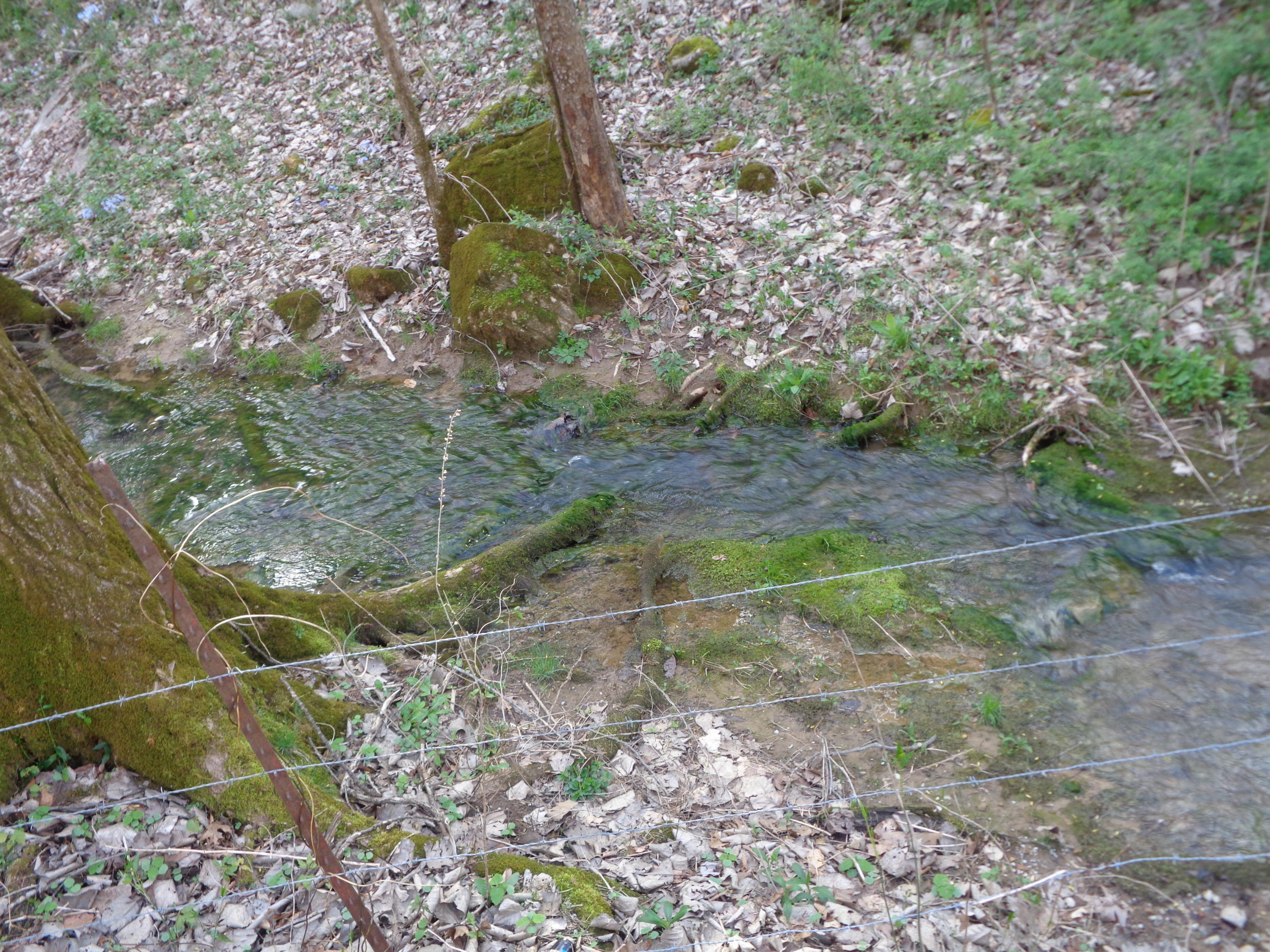 Manson Rd Road Jamestown, TN 38556 - Photo 6 of 24 Cooper 51 Acres Farm 005