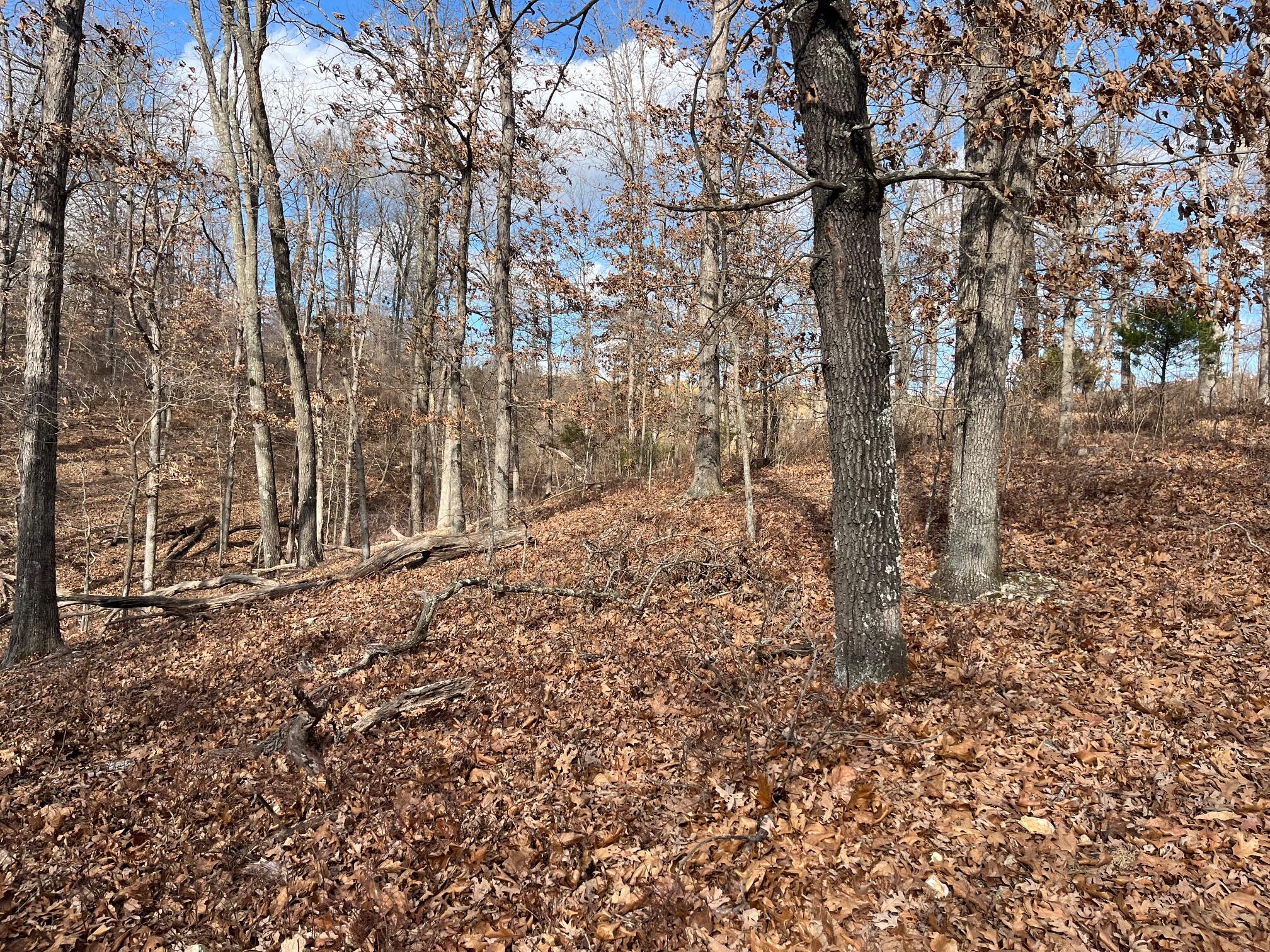615 Thomas Hollow Road Exeter, MO 65647 - Photo 23 of 82 slightly slope