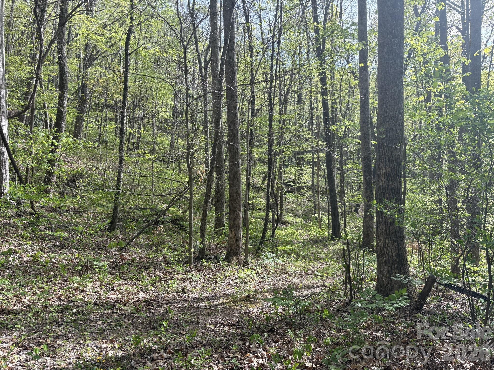 999999 Harwood Road Barnardsville, NC 28709 - Photo 12 of 26