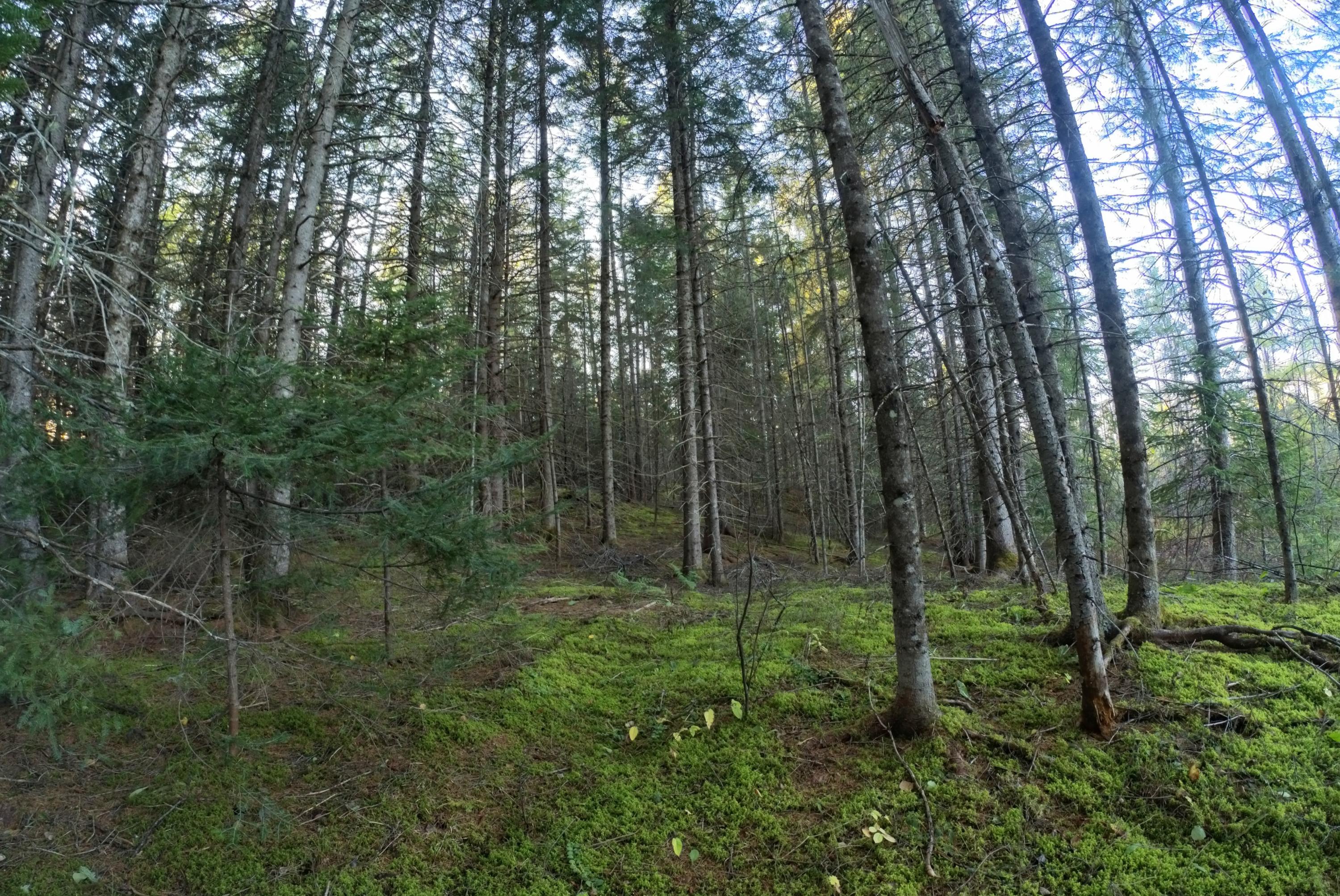Lot 018 Main Siding Road Caribou, ME 04736 - Photo 3 of 5 20201013_180447_701